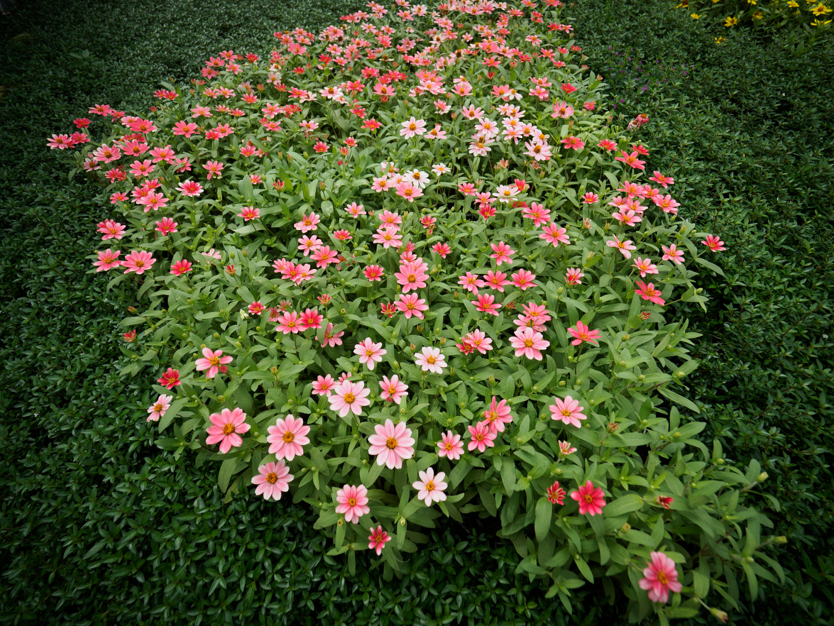 长春花株高图片