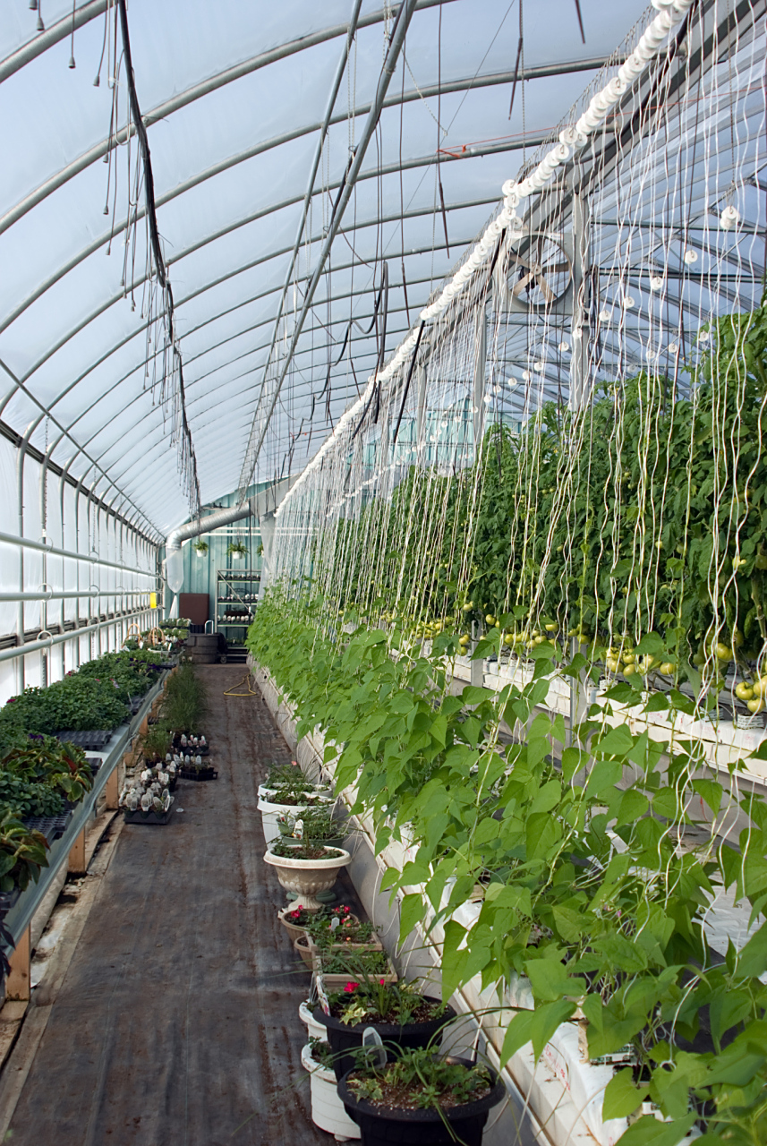 这不,我今天就来聊聊如何做好大棚植物的防病工作