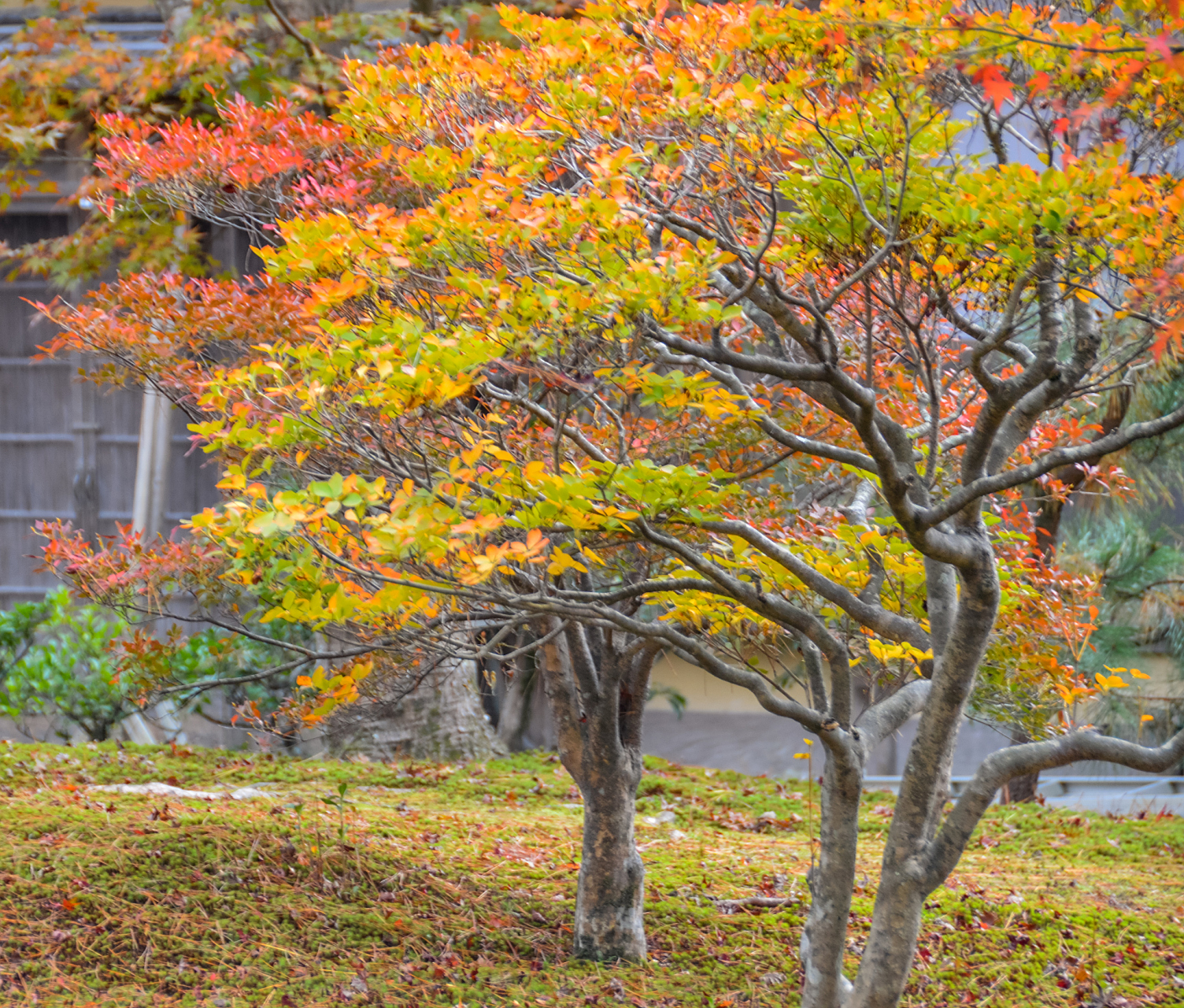 乌桕,是一种充满神秘色彩的树种,属于大戟科落叶乔木,更是中国特有的