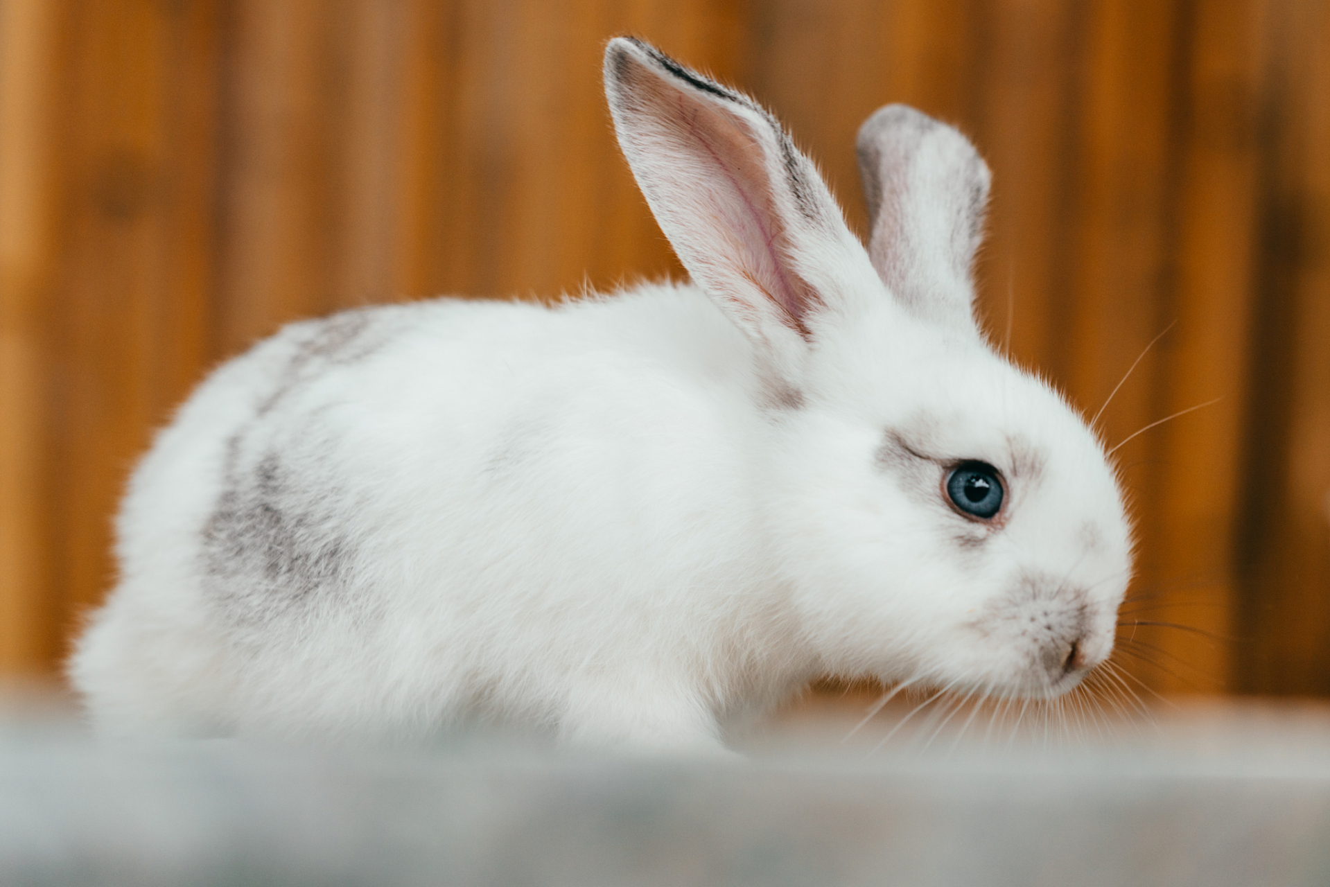 兔子的眼睛颜色主要受遗传基因影响,有多种颜色如褐色,蓝色,灰色等.