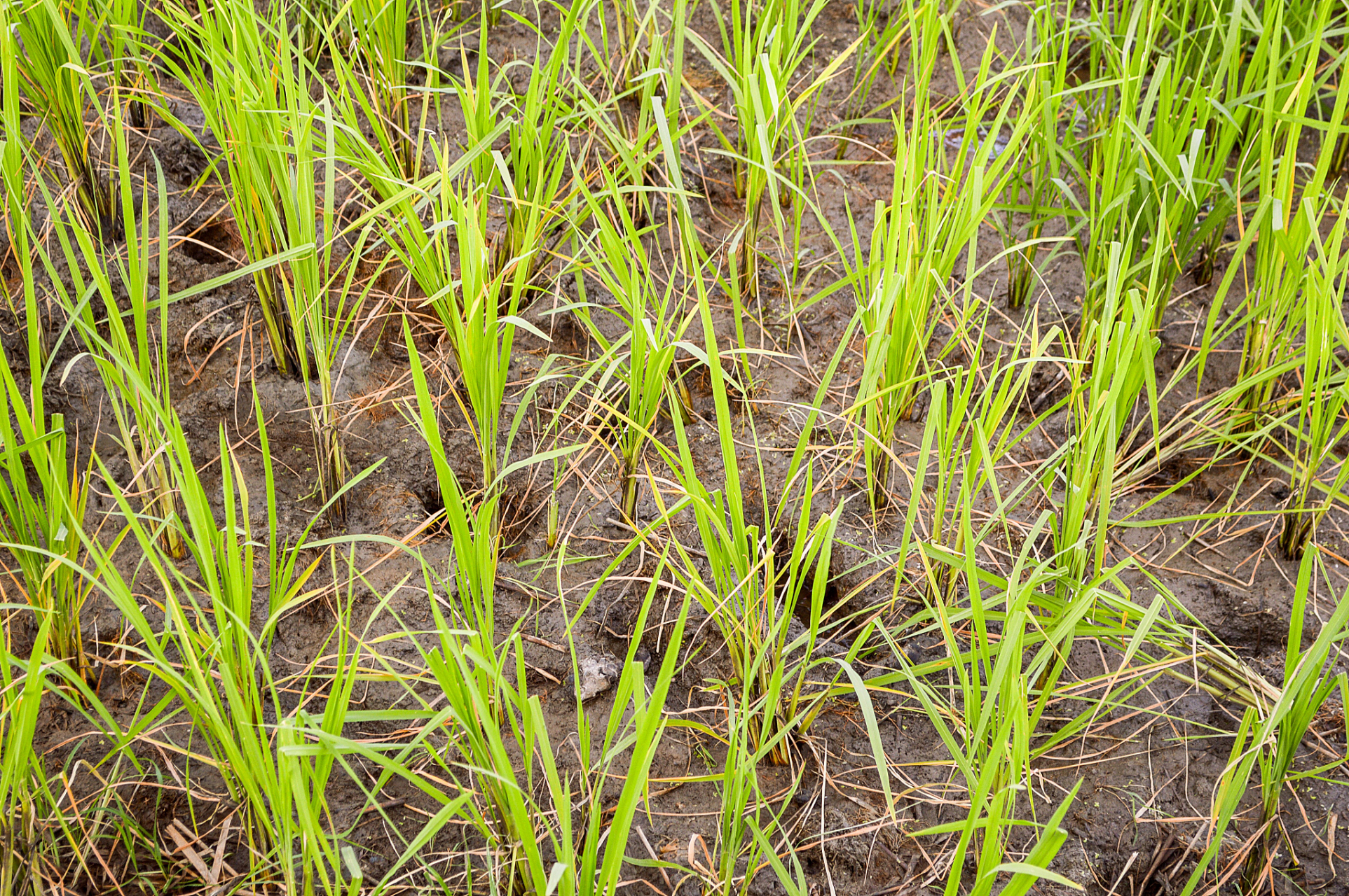 缺氮肥:如果土壤中缺乏氮肥,水稻的生长会受到影响