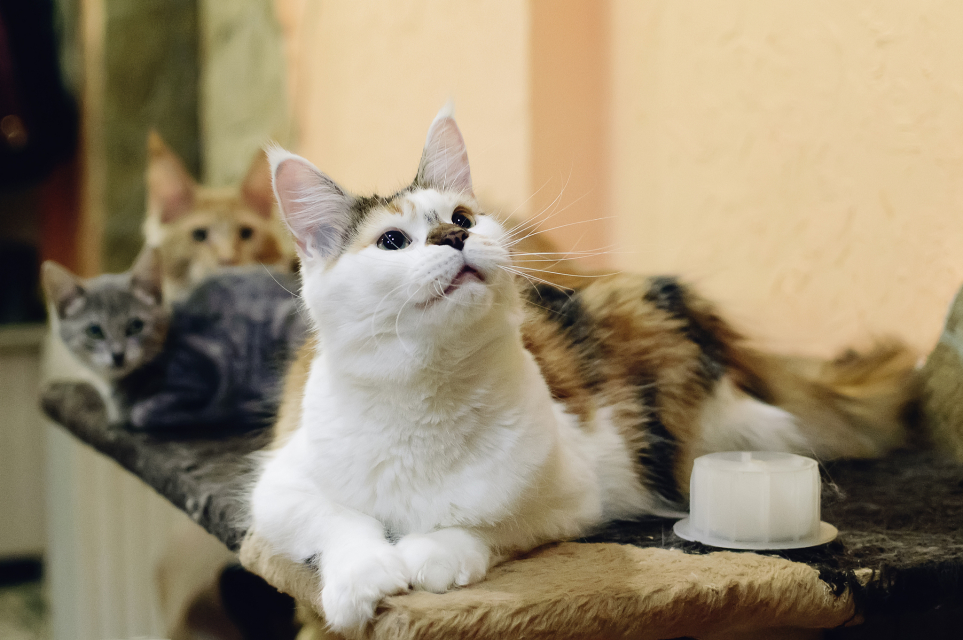 猫咪被养得好时,会展现出轻松自在的姿态,丰富的表情和眼神,活跃的