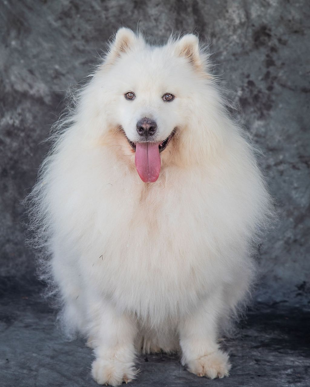 大白熊犬,体型威猛却性格温柔如棉!