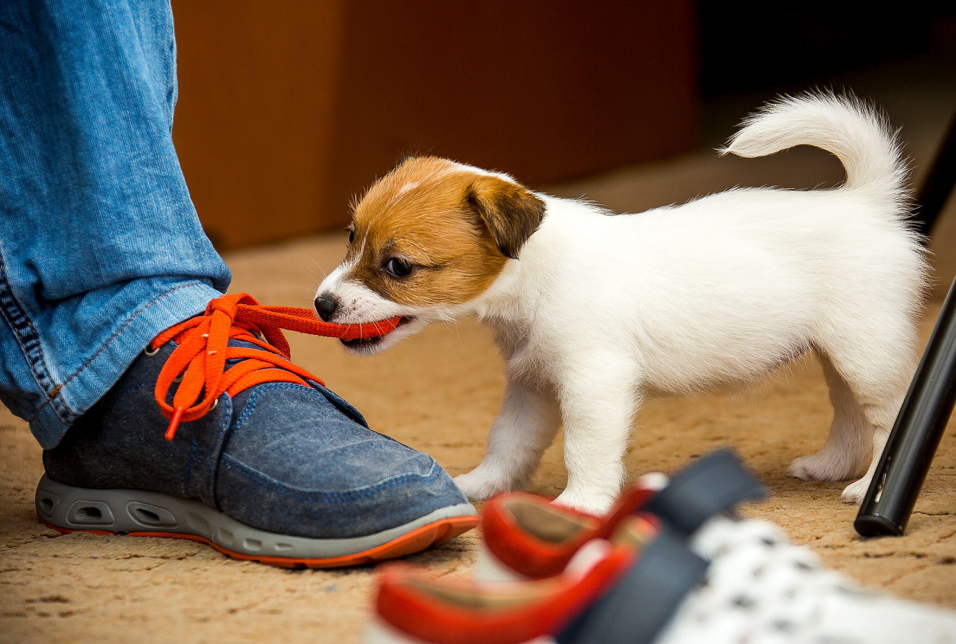 生活小科普# 你知道为什么狗狗喜欢闻人的鞋子吗?