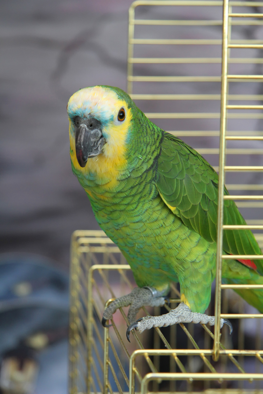 随着人们对宠物的喜爱和需求的增加,折衷鹦鹉的寿命问题更加受到关注.