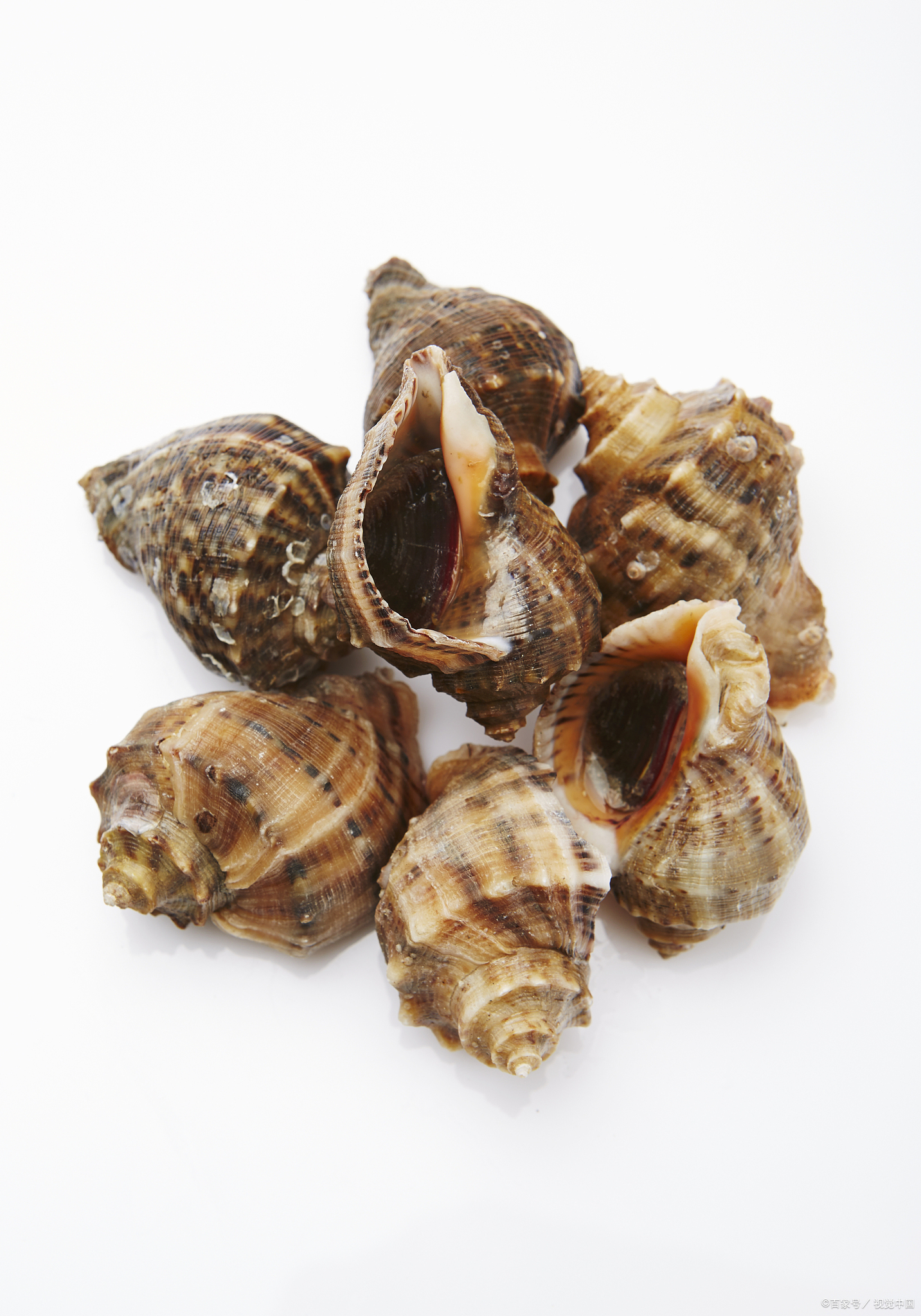 螺类——平平无奇的"小天才"