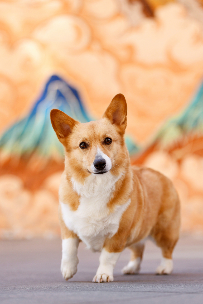 柯利犬是历史悠久的犬种,曾陪伴人类共同生活劳作,也有神秘的神话传说