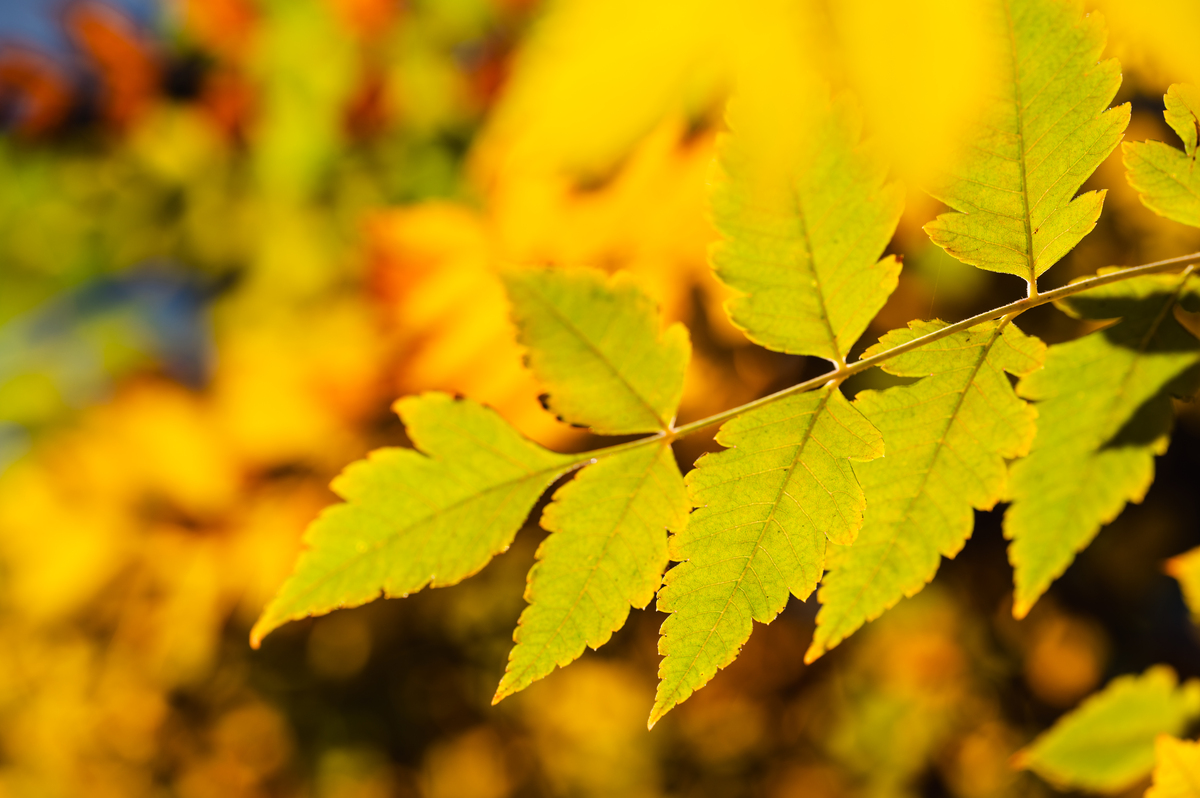 社会心情树叶图片大全