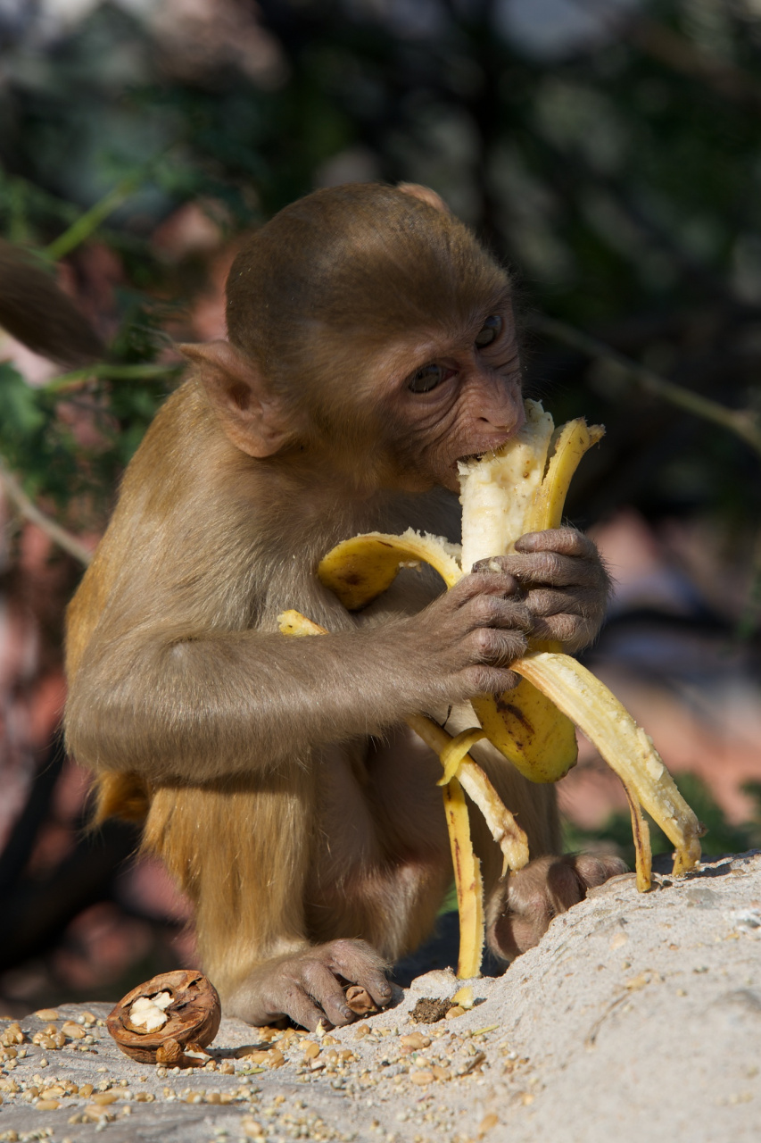 猴子吃香蕉扒皮图片