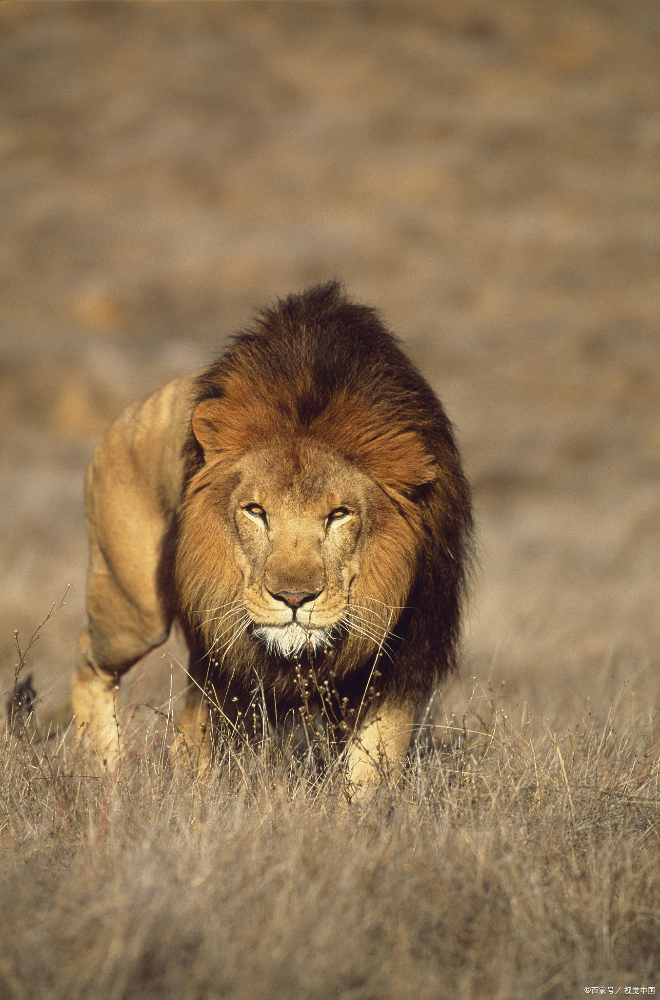 当上狮王之后,难道雄狮就不捕猎了吗?