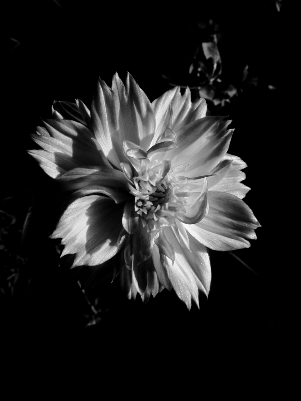 黑色曼陀罗,以其独特的花语,向世人传递着一种深邃而复杂的情感.