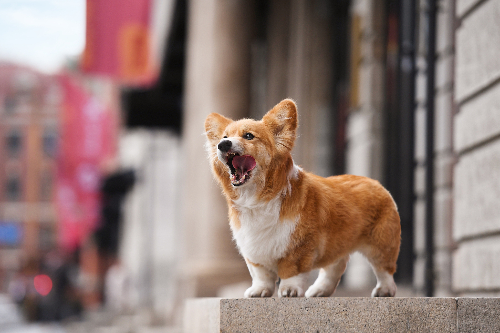 长尾巴的柯基犬图片图片