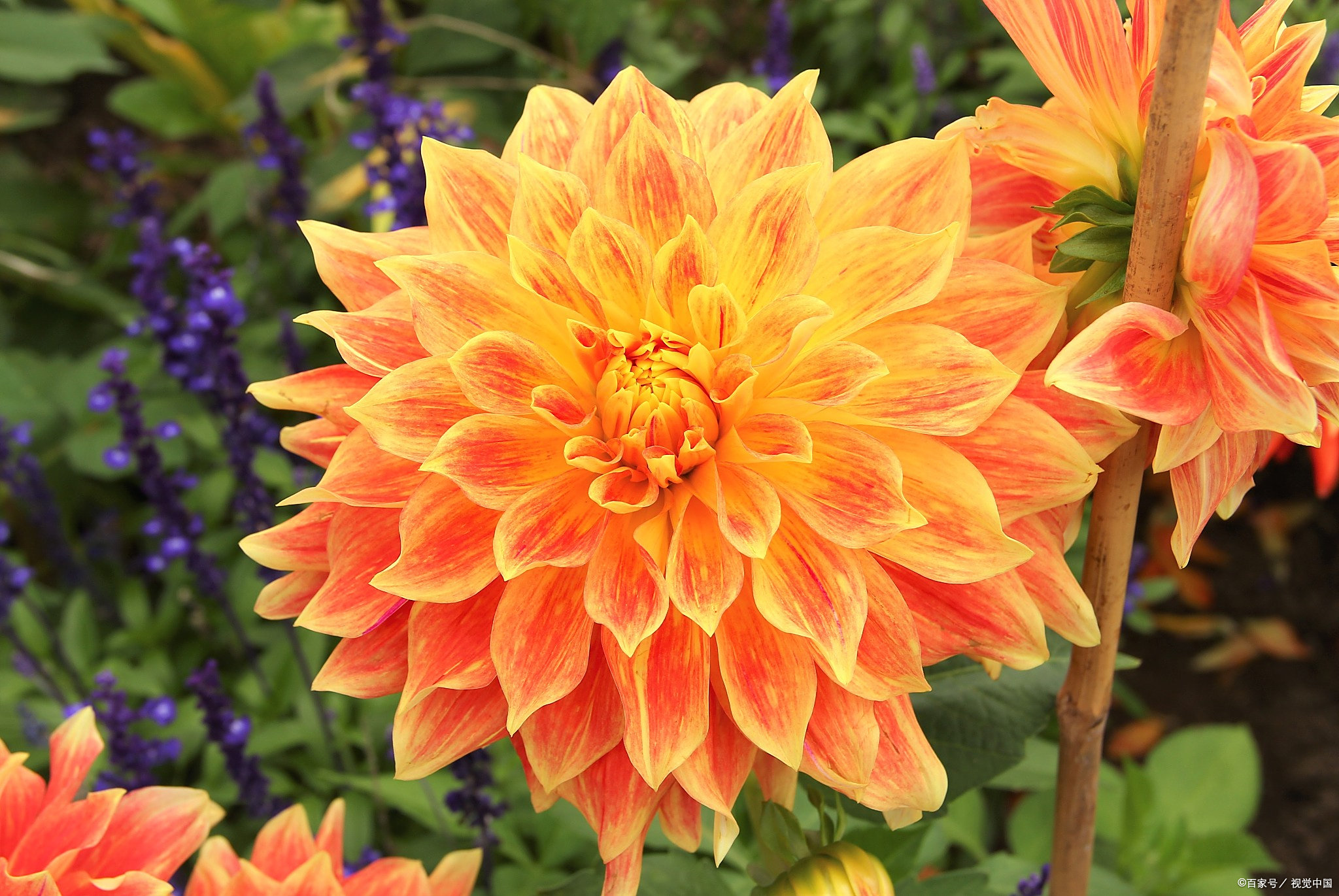 每日一花:大丽花——大吉大利,富贵,大方