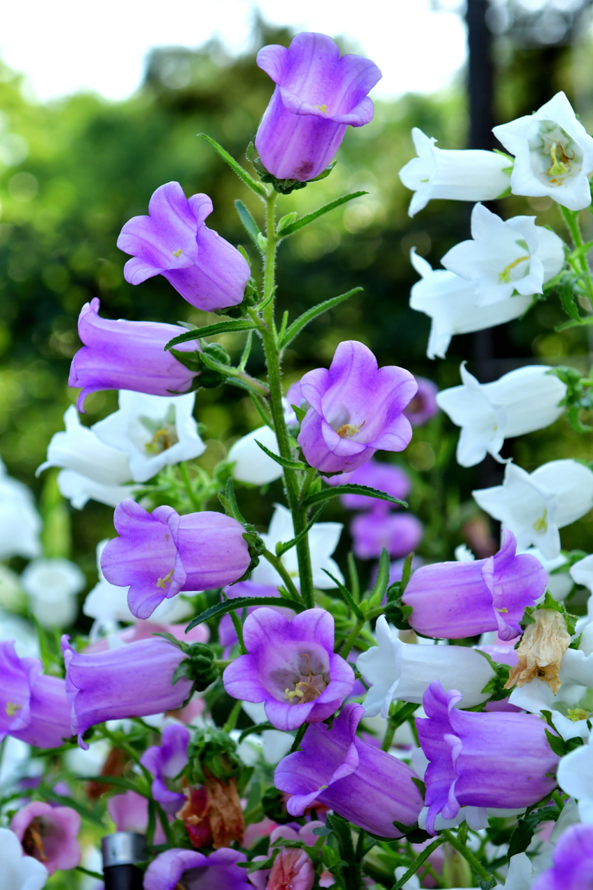 太阳神阿波罗,作为古希腊神话中的光明之神,他的喜好与品味总是令人好