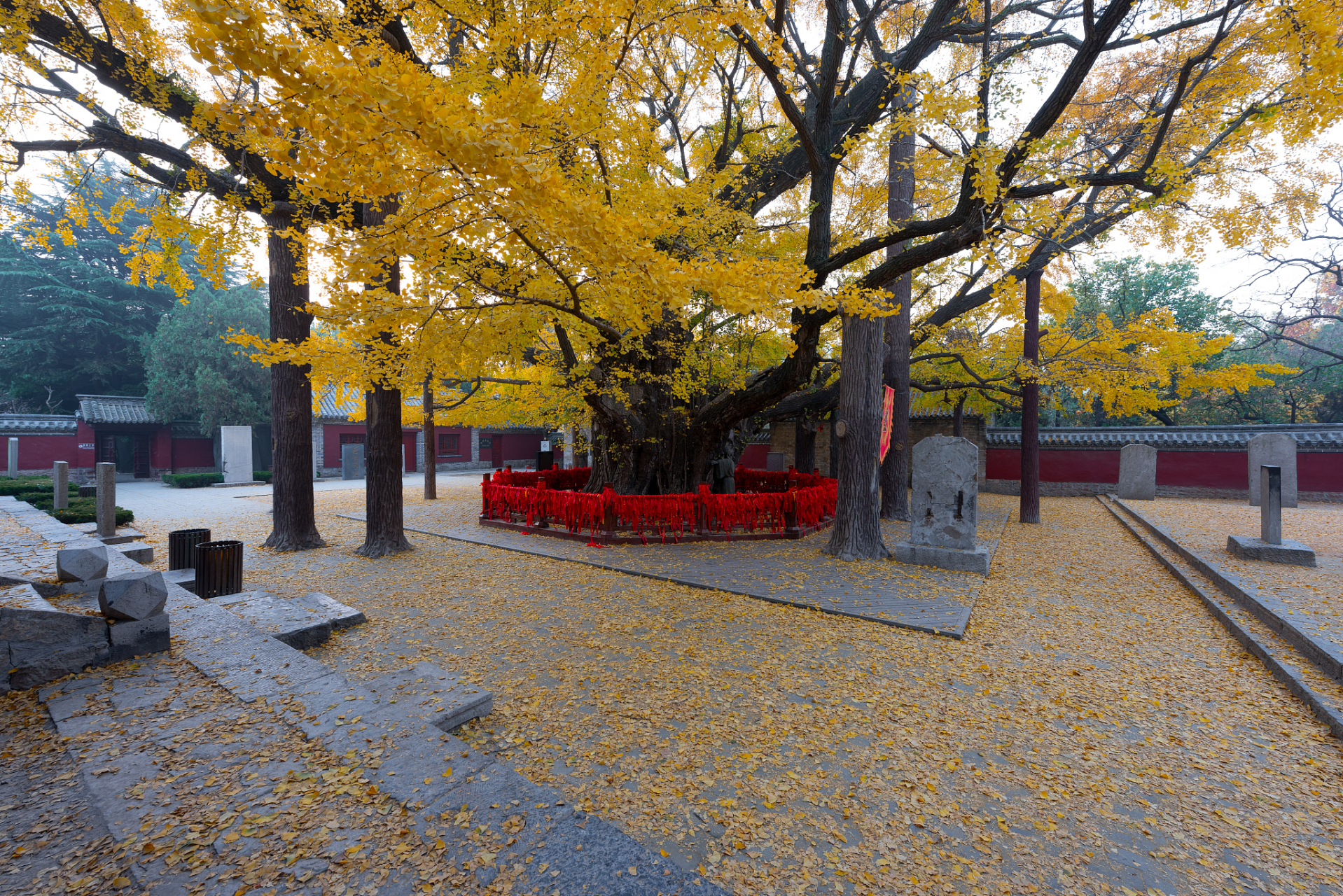 金秋图文动态创作节#旅行攻略:安陆古银杏国家森林公园  推荐旅行