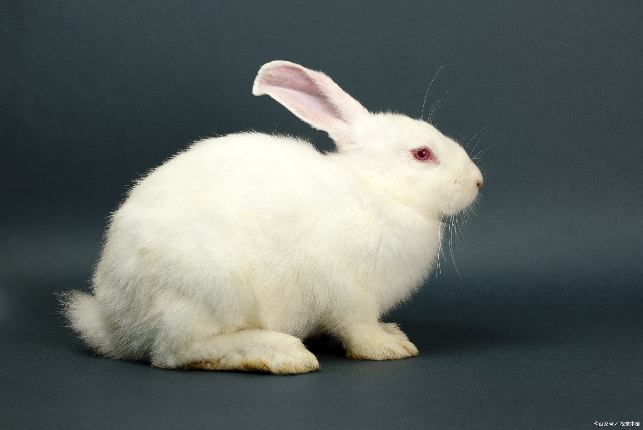 兔子可以吃石榴吗?专家解析真相,保护宠物健康从饮食开始!