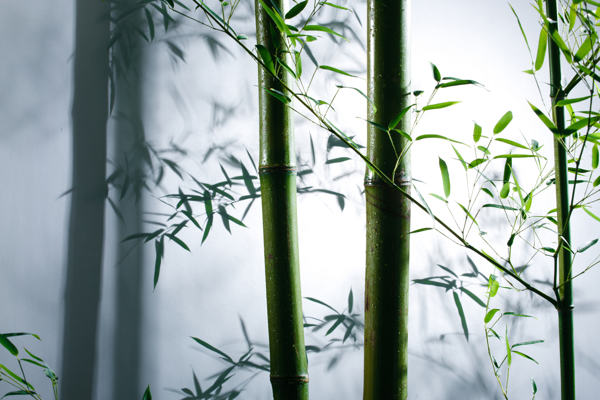 在静谧的竹林里, 听取竹叶的低语, 感受竹笋的勃发