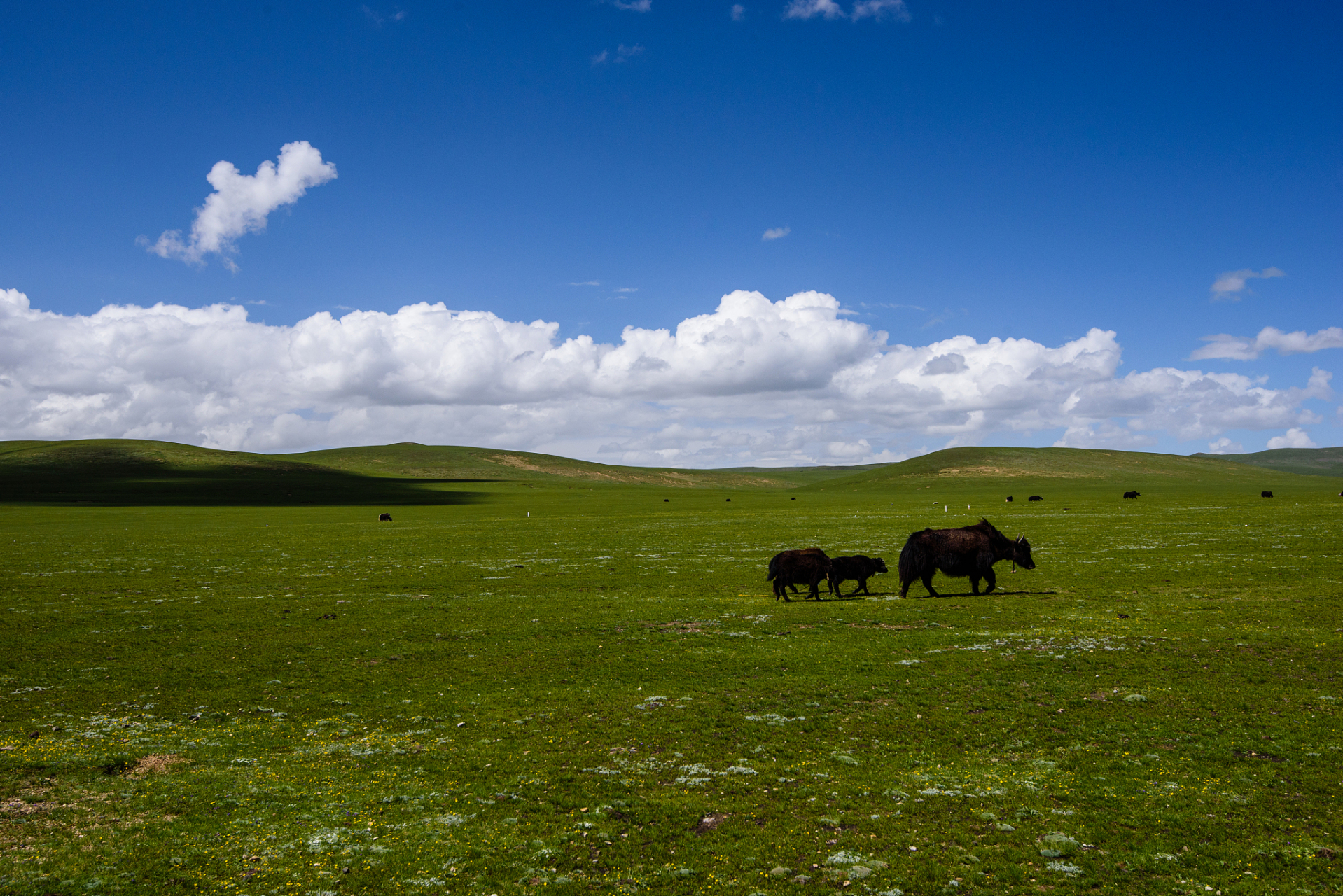 美玉草原夏日如诗如画.