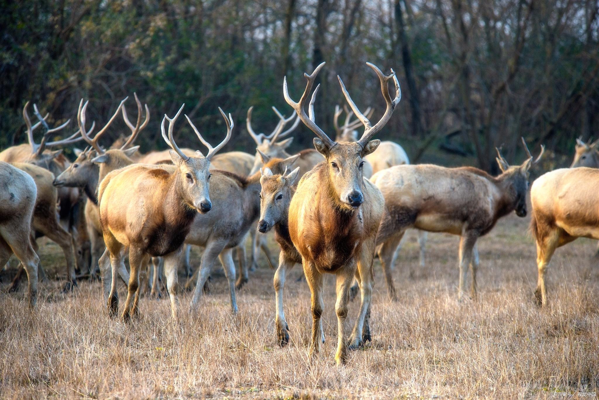 麋鹿自然保护区旅游攻略