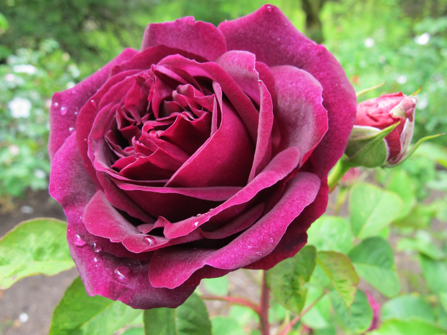 黑魔术月季的优缺点分析  黑魔术月季是一种深受喜爱的月季品种,具有