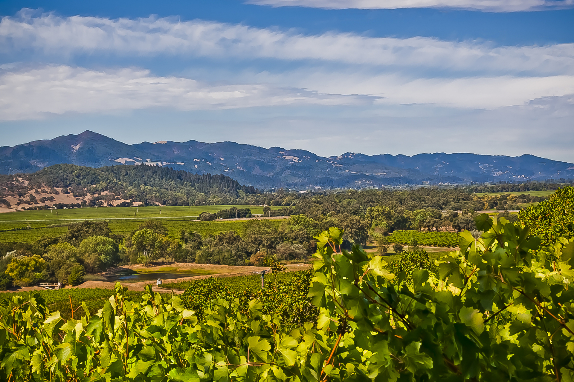 纳帕谷位于美国加利福尼亚州,是世界著名的葡萄酒产区之一.