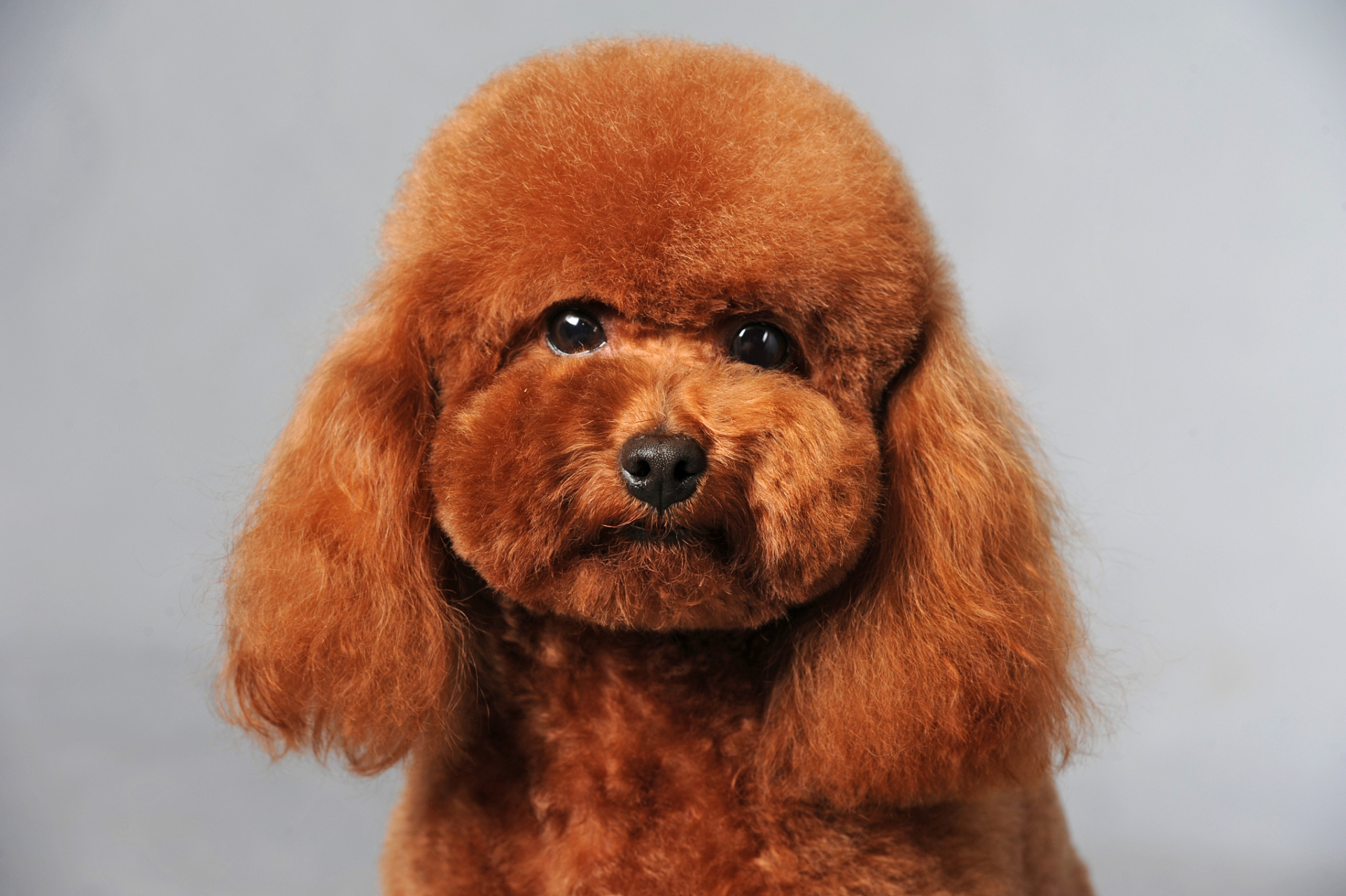 作者最偏爱金色泰迪犬,其毛色温暖动人,性格温柔体贴,是理想的家庭