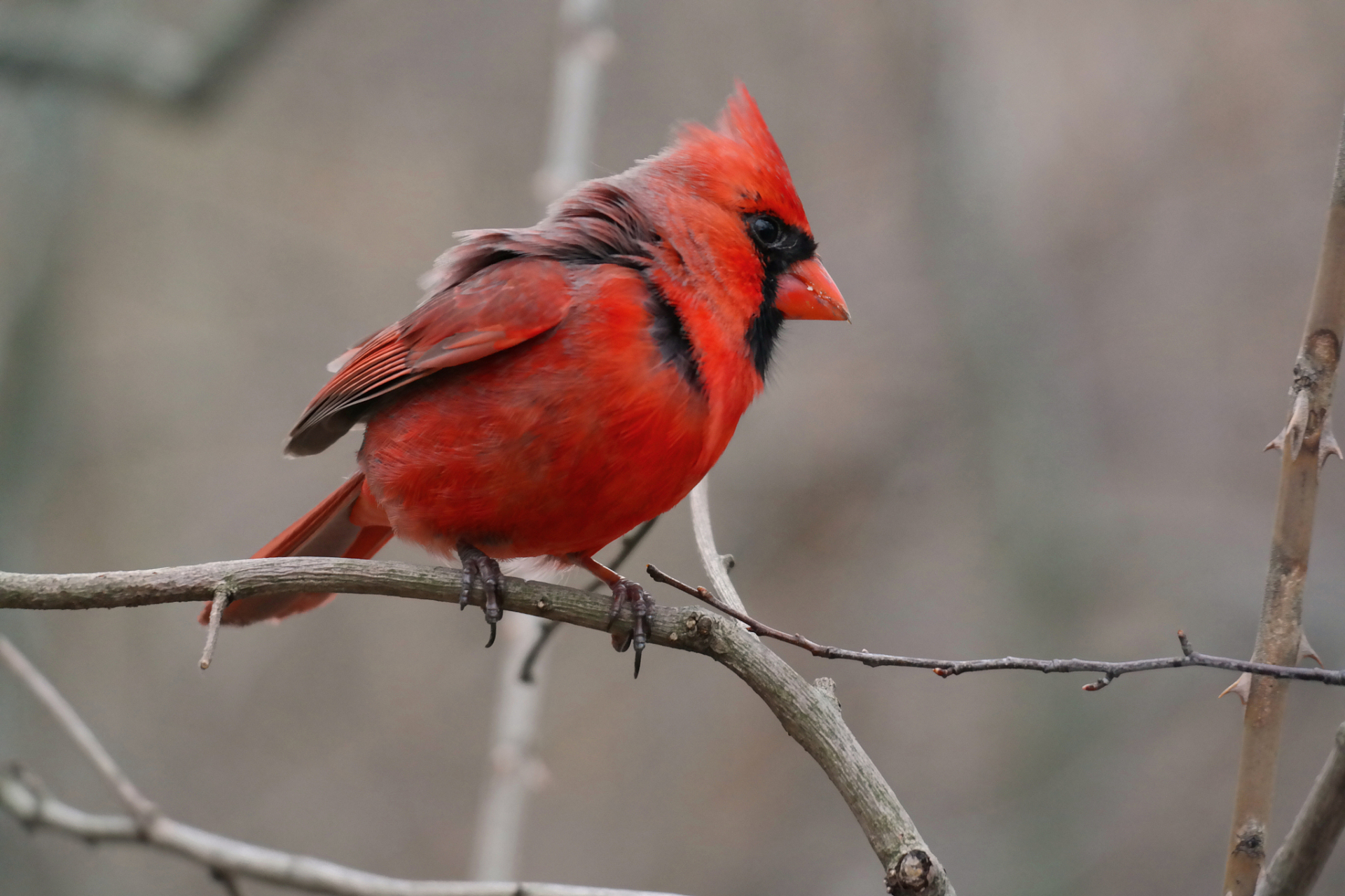 红嘴相思鸟是一种美丽珍贵的鸟类,对生态系统有重要作用,但面临栖息地