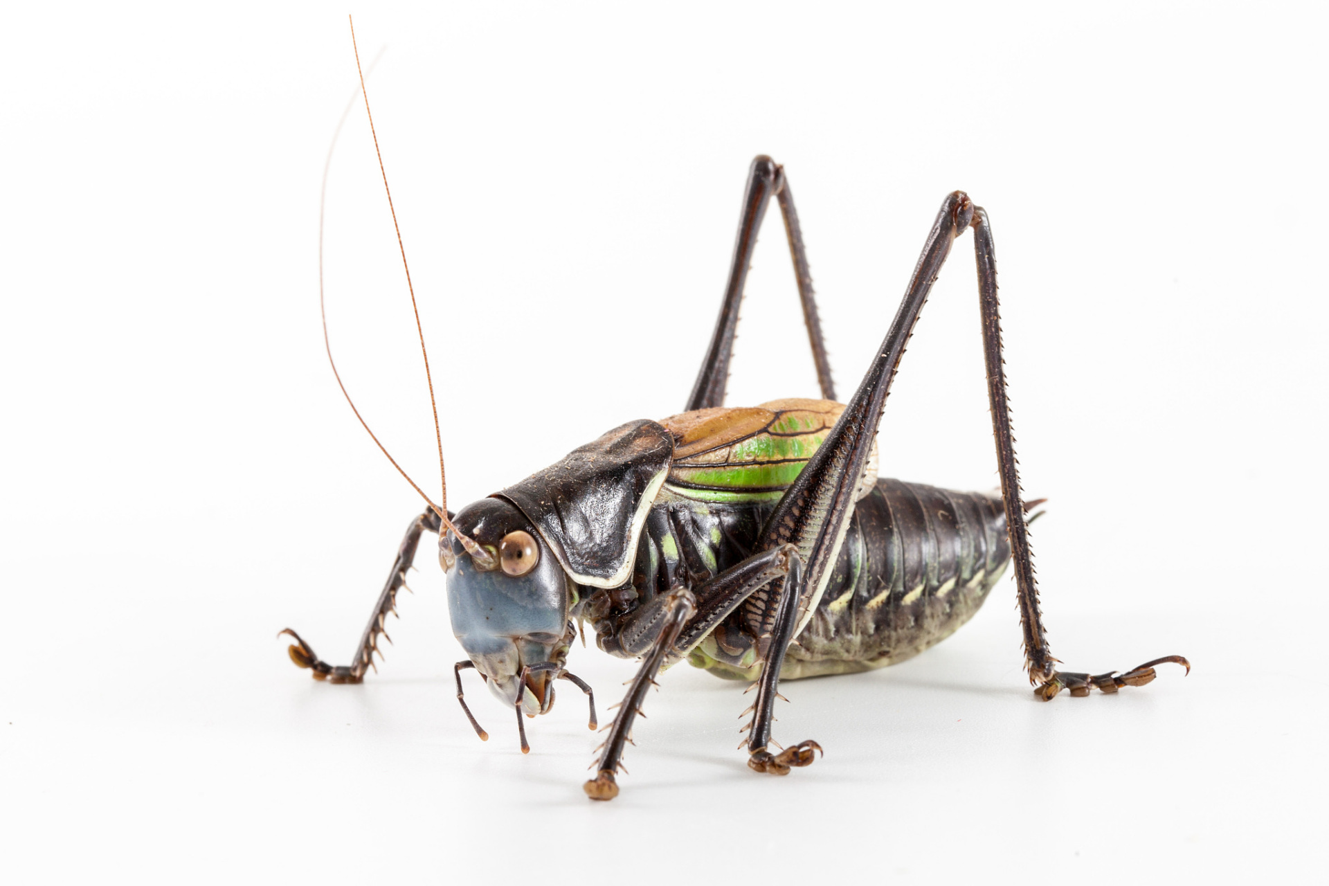 暴力蝈蝈是一种昆虫,具有独特的捕食习性和社会行为.