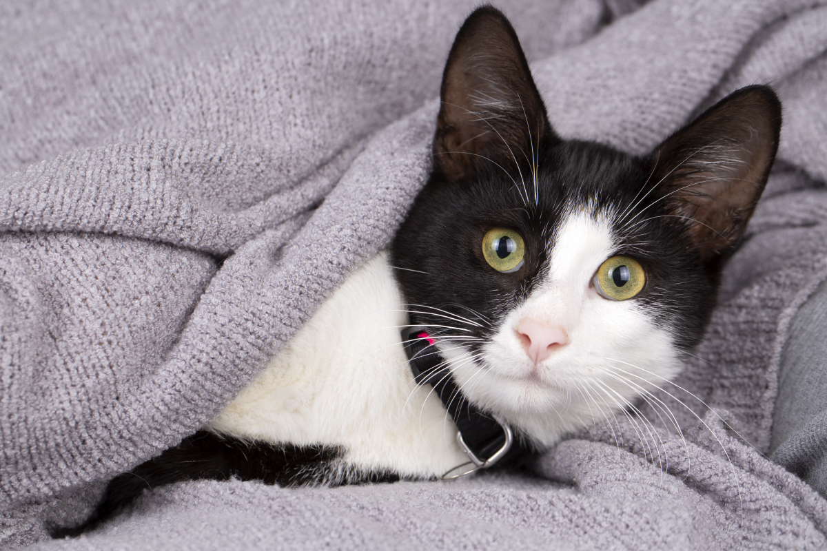 猫咪是人类心目中的可爱小动物,它们娇小可爱的外表深受人