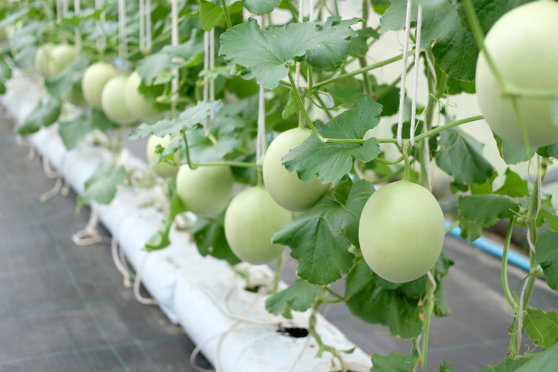 选用抗病品种:种植抗病性较强的甜瓜品种,可以有效减少病害