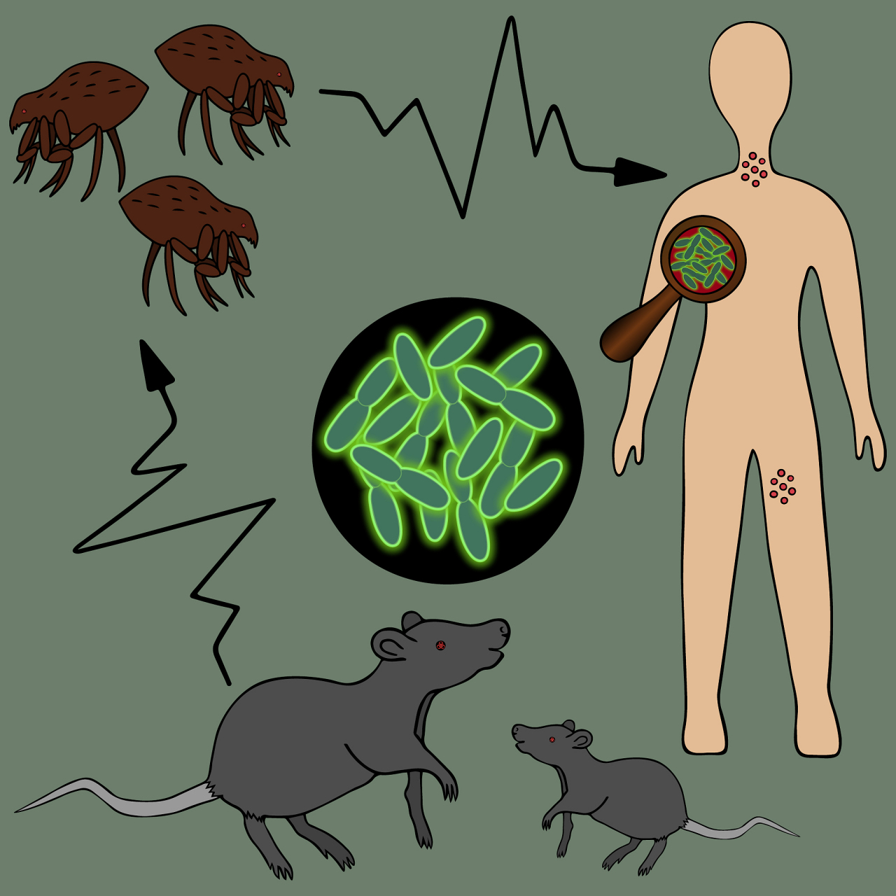 蜱虫,跳蚤等媒介传播的疾病,这些昆虫或节肢动物在吸取动物或人的血液
