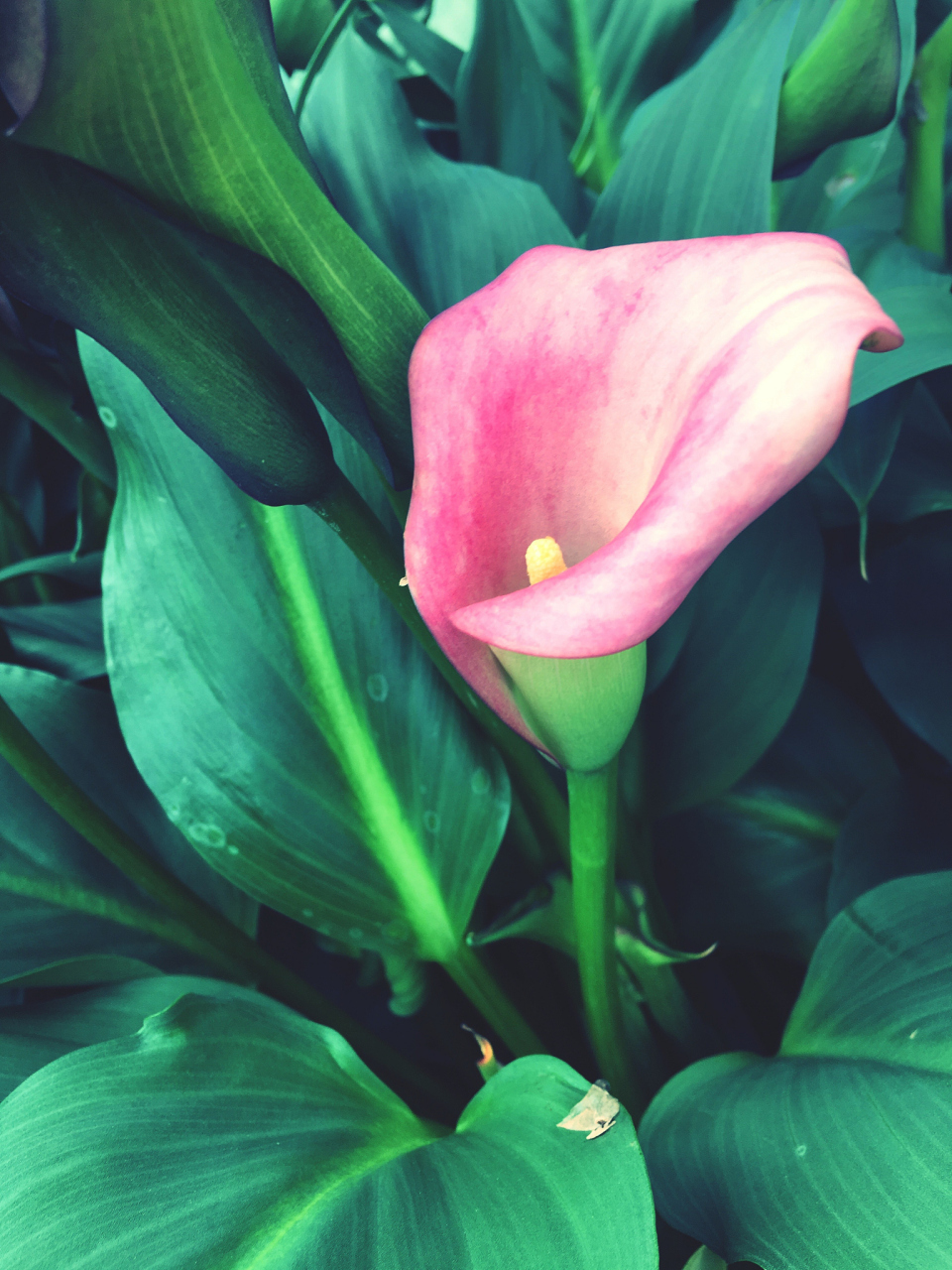 海芋花的花语包括真诚的爱,希望与梦想,美好的友情,坚韧不拔,祝福与