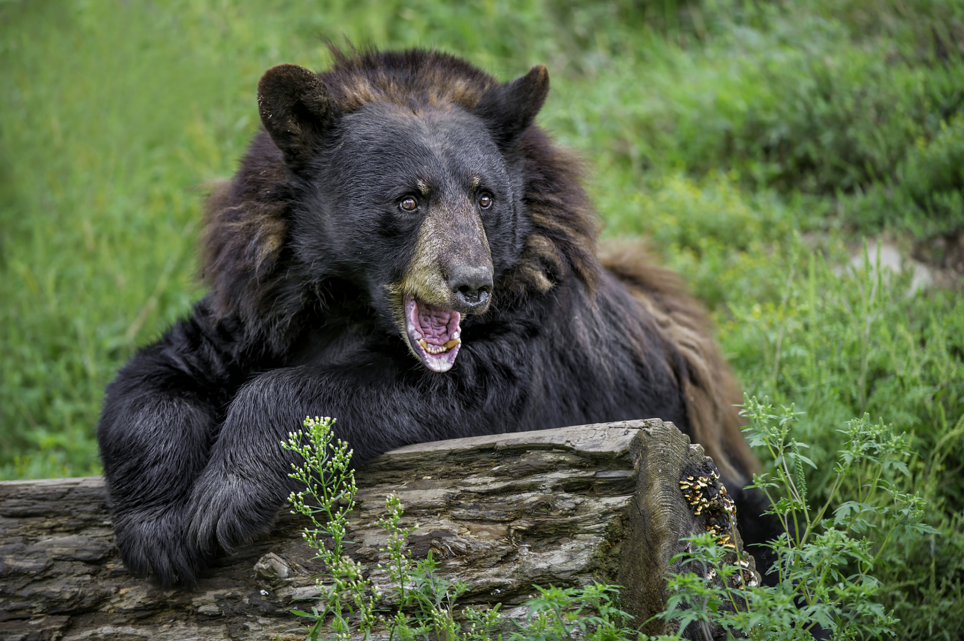 有一年冬天,小猫应该是怀孕了,东北的冬天很冷,我爸在店里找了一个旧