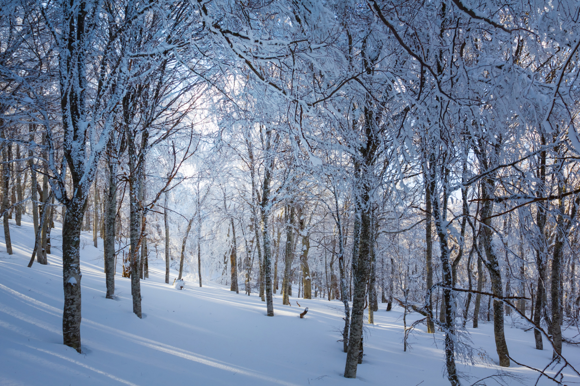 网传一裸身女子在雪地树林冻亡,警方称正在核查这一事件.