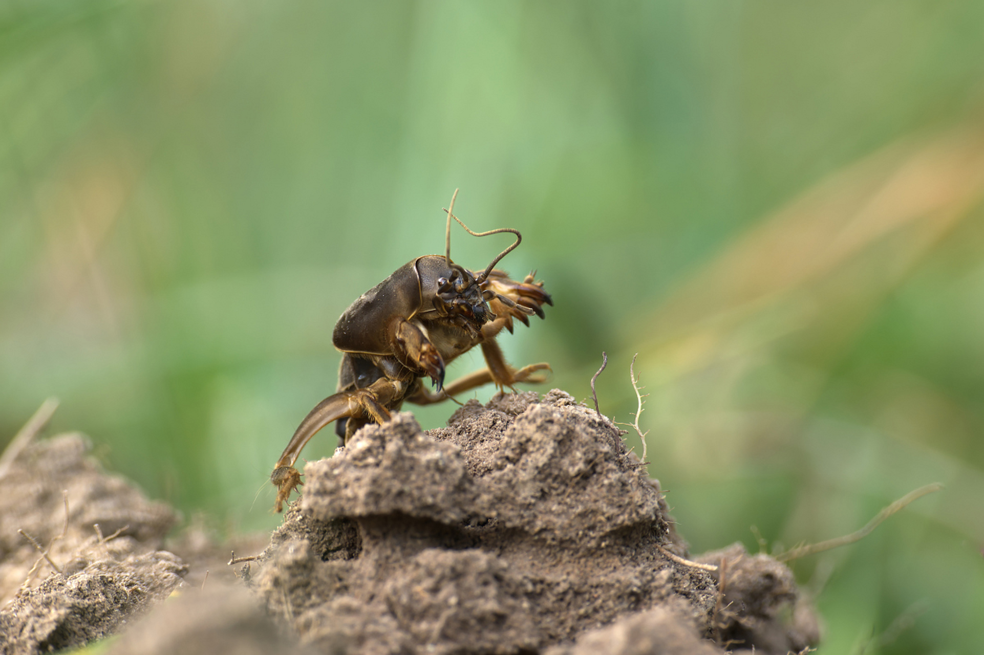 摘要:  本文探讨了蝼蛄养殖的历史渊源,基本原则,在农业中的角色以及