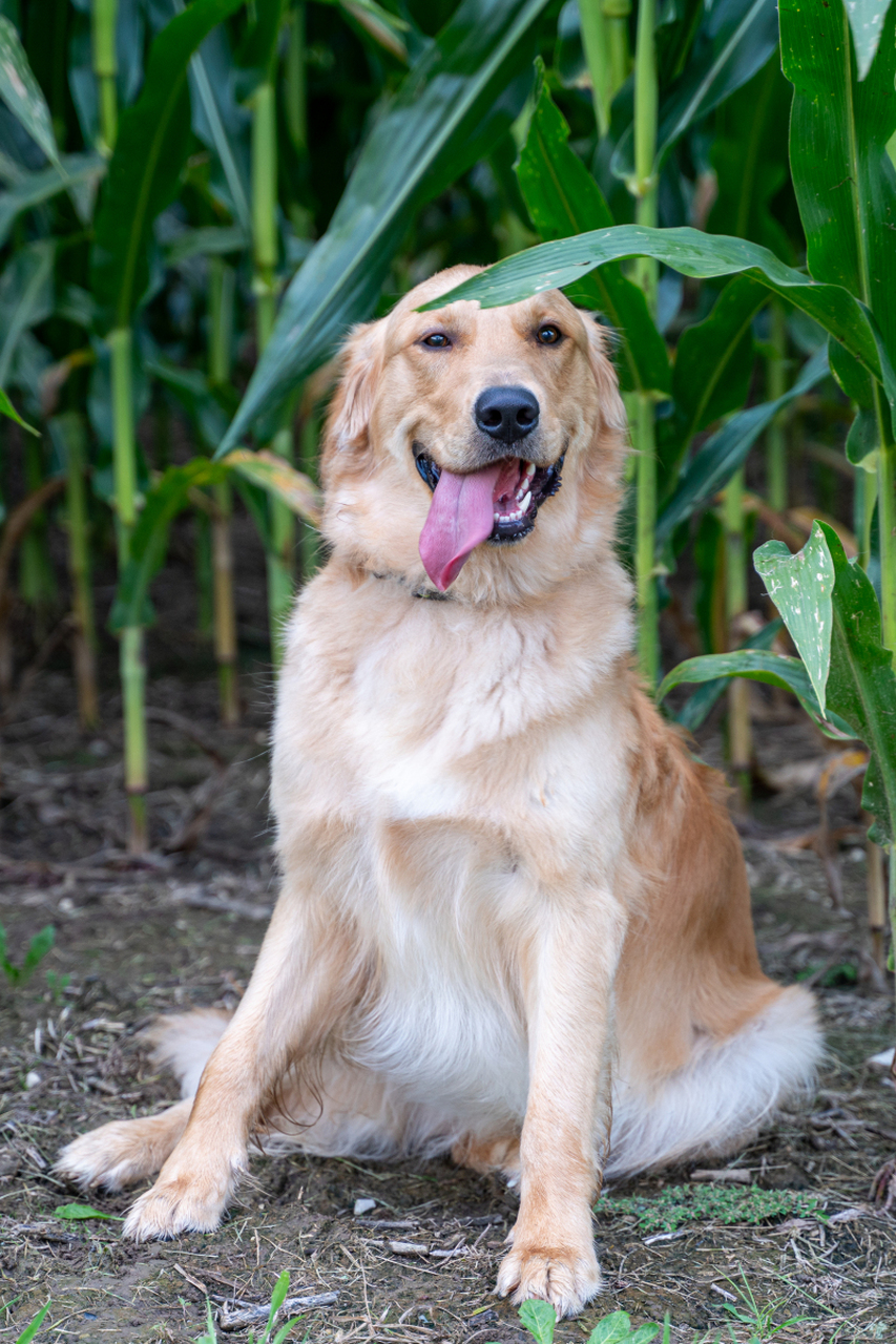 金毛和拉布拉多都是受欢迎的宠物犬种,体型,毛发,性格和训练需求等