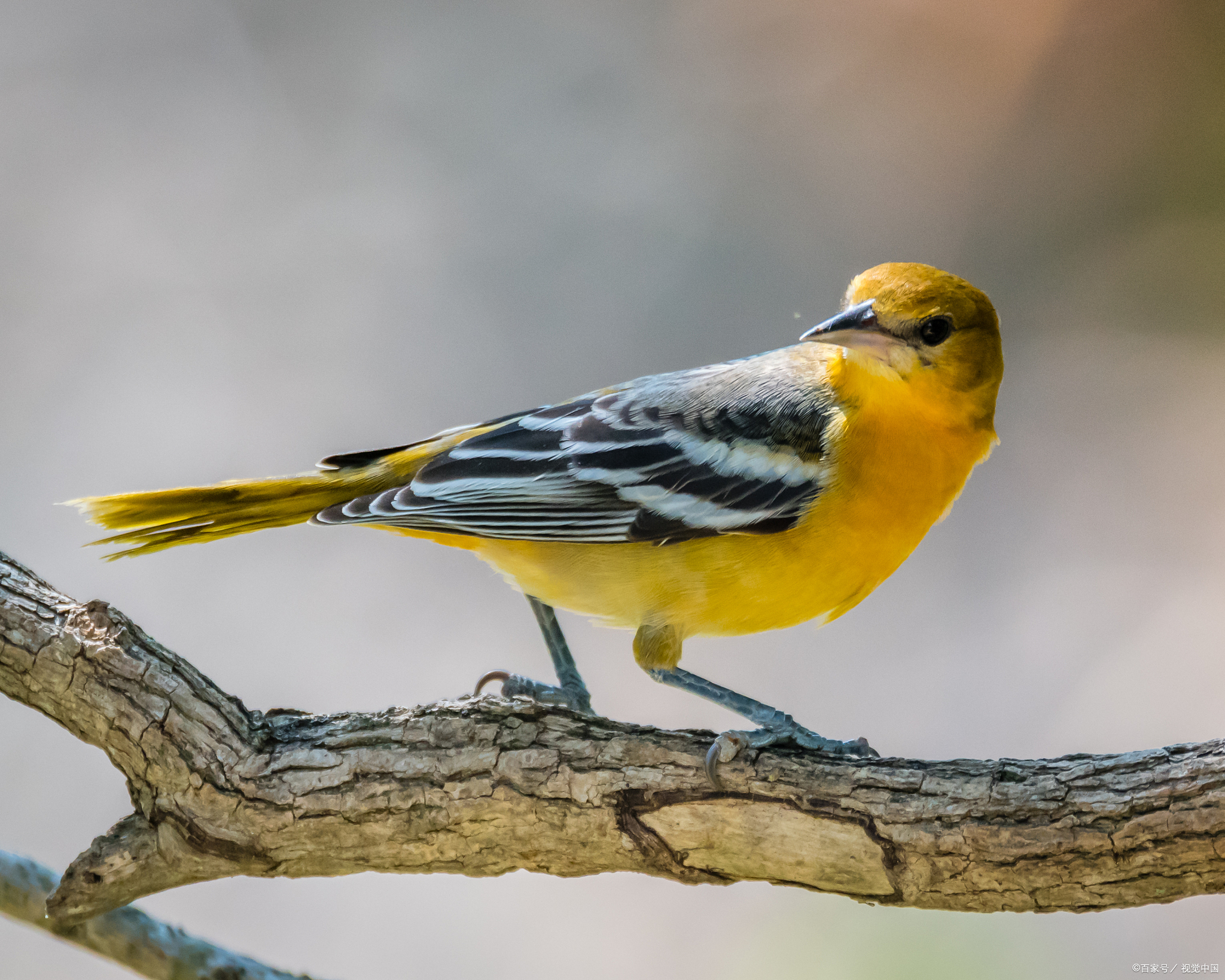 黄鹂鸟:春天的使者,自然的歌唱家