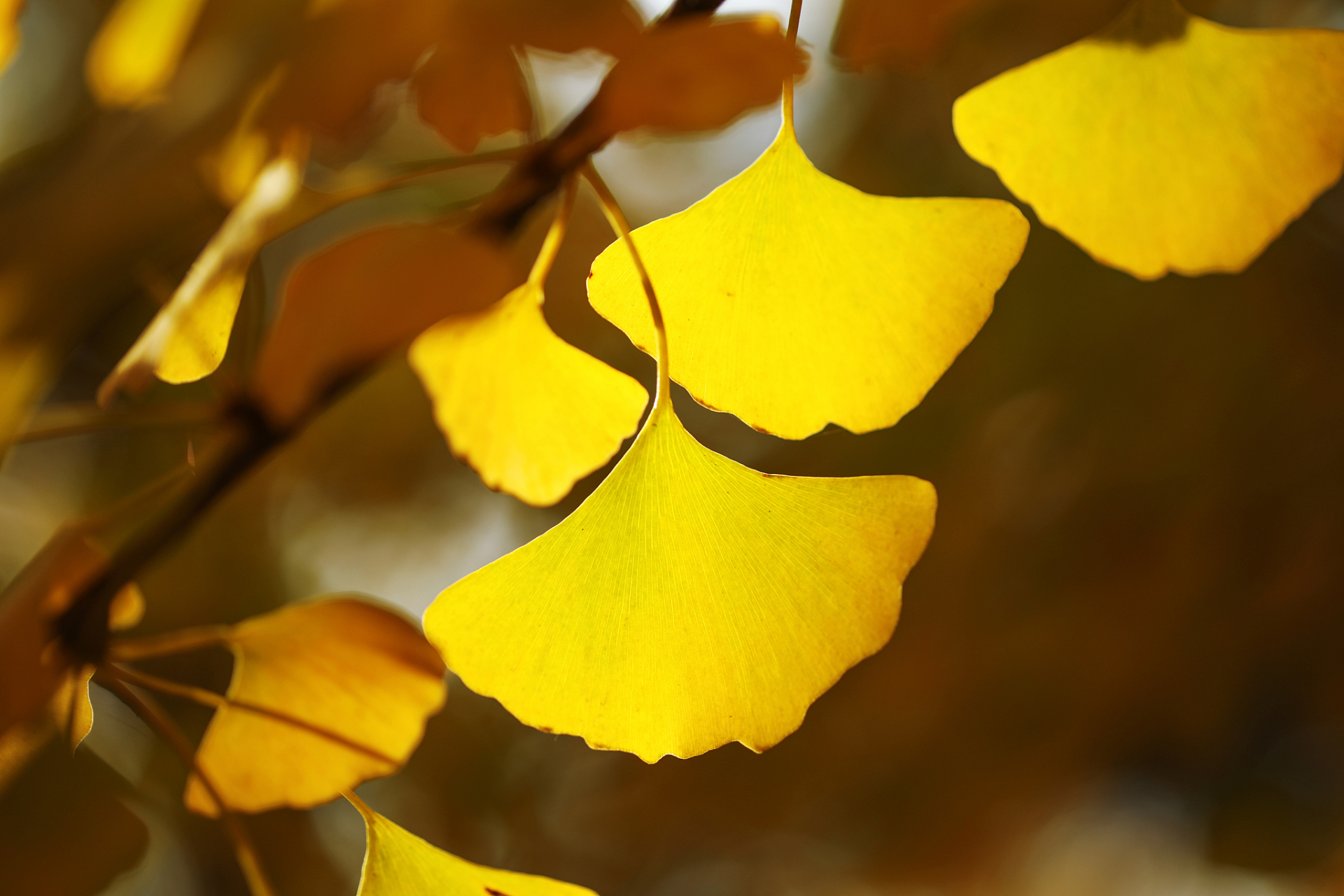 [期待] 中国的国树是银杏树,这一选择体现了对中国丰富文化,悠久历史