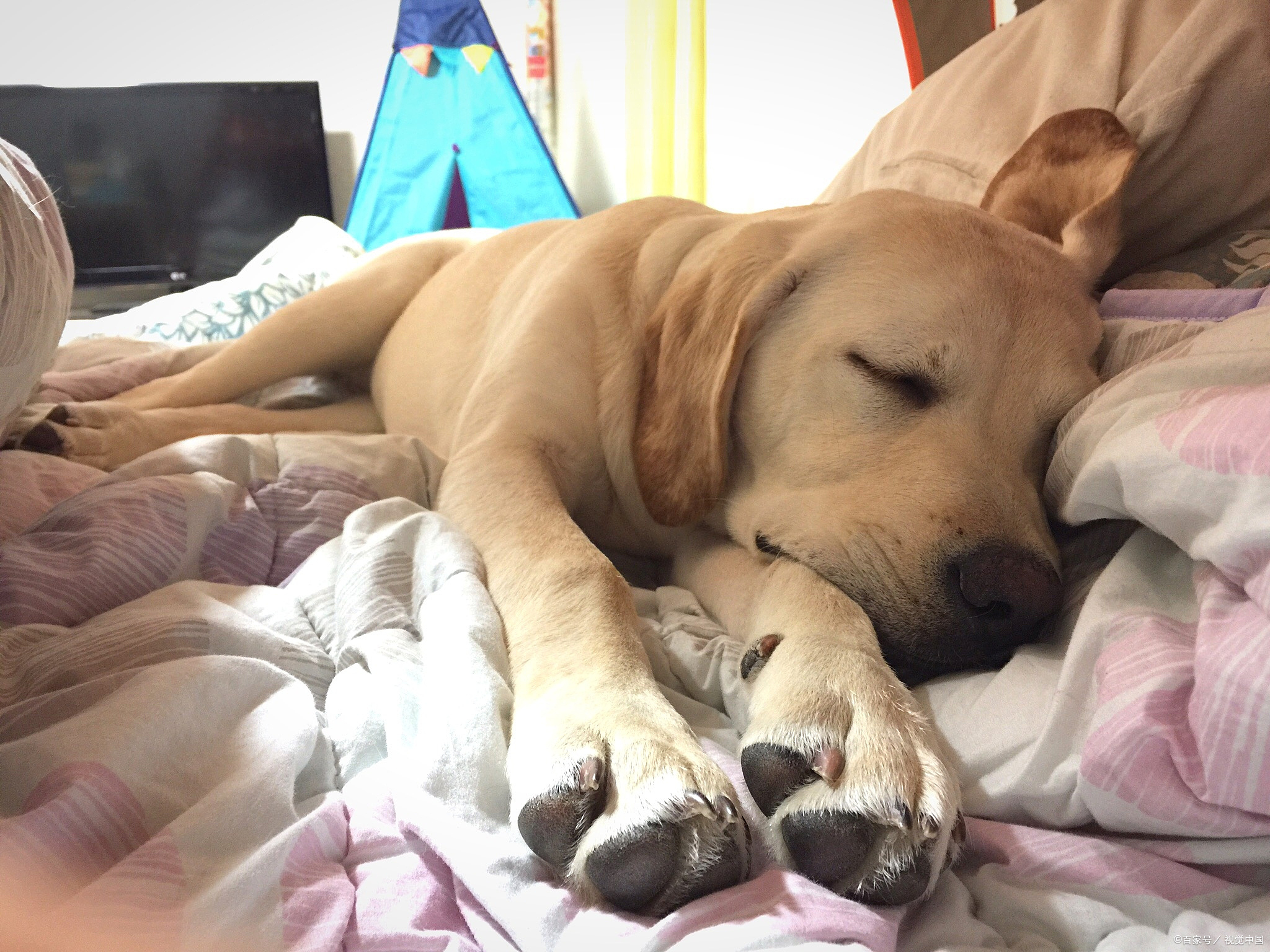 狗睡觉时为什么会一抽一抽的