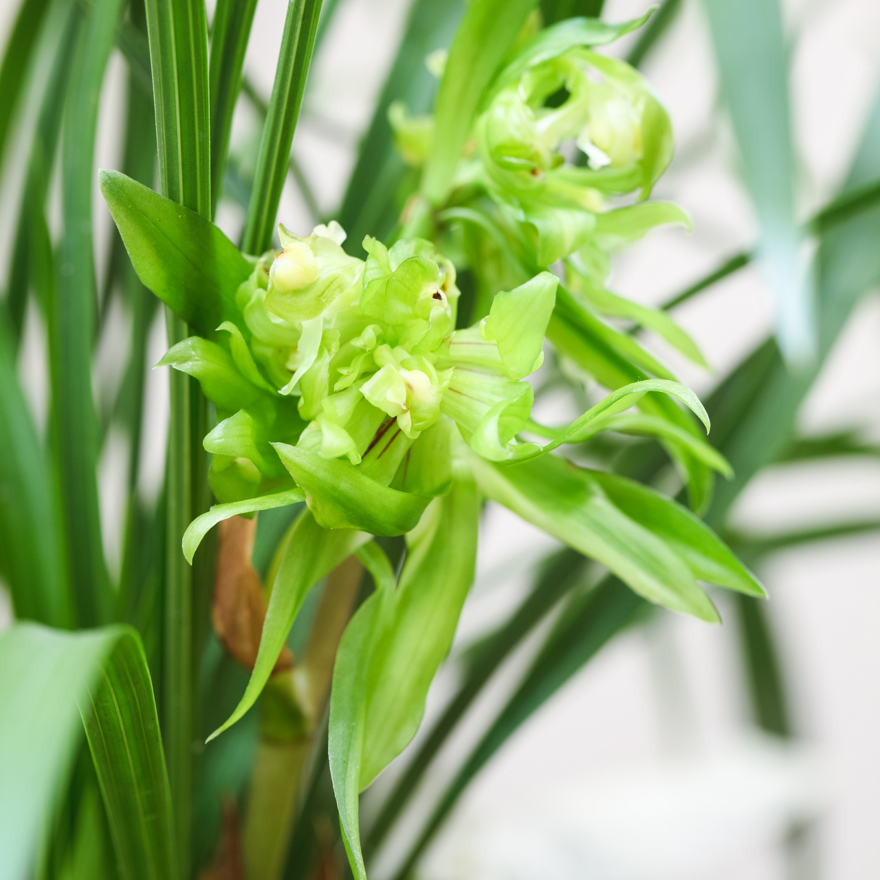 問:大花蕙蘭該怎麼催花芽呢?它的花芽生長速度怎麼樣?