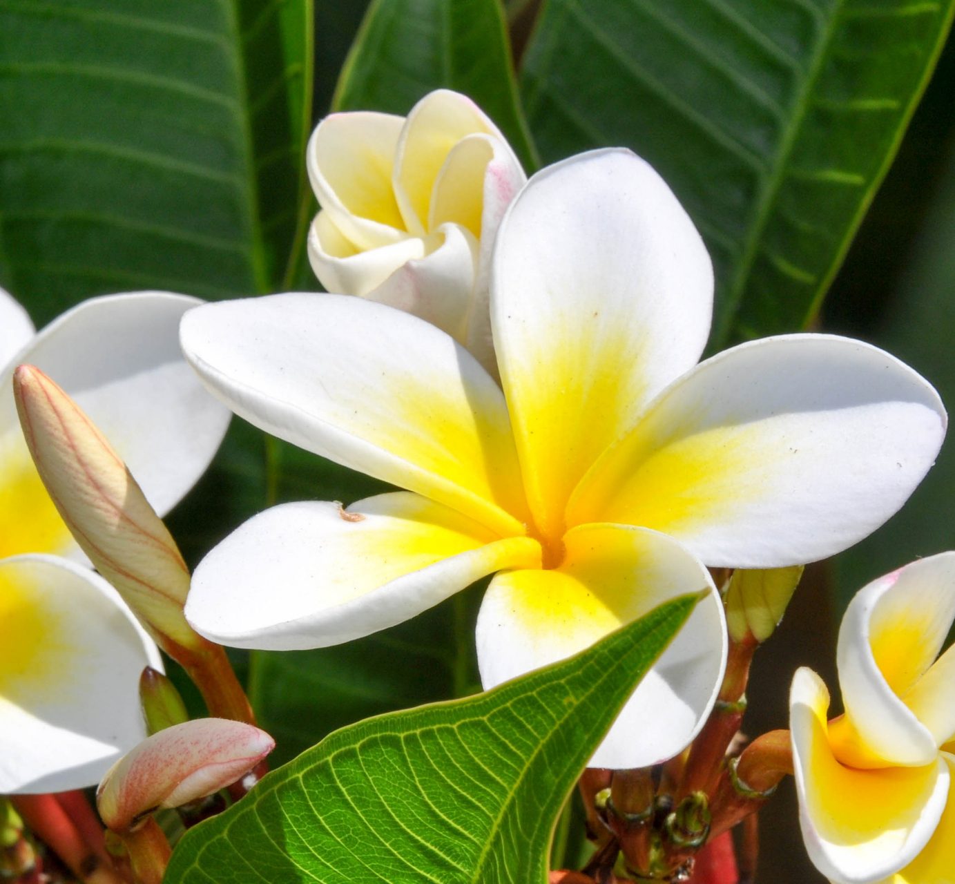 鸡蛋花能吃但不能碰,鸡蛋花属于夹竹桃科植物,具有祖传的有毒枝叶