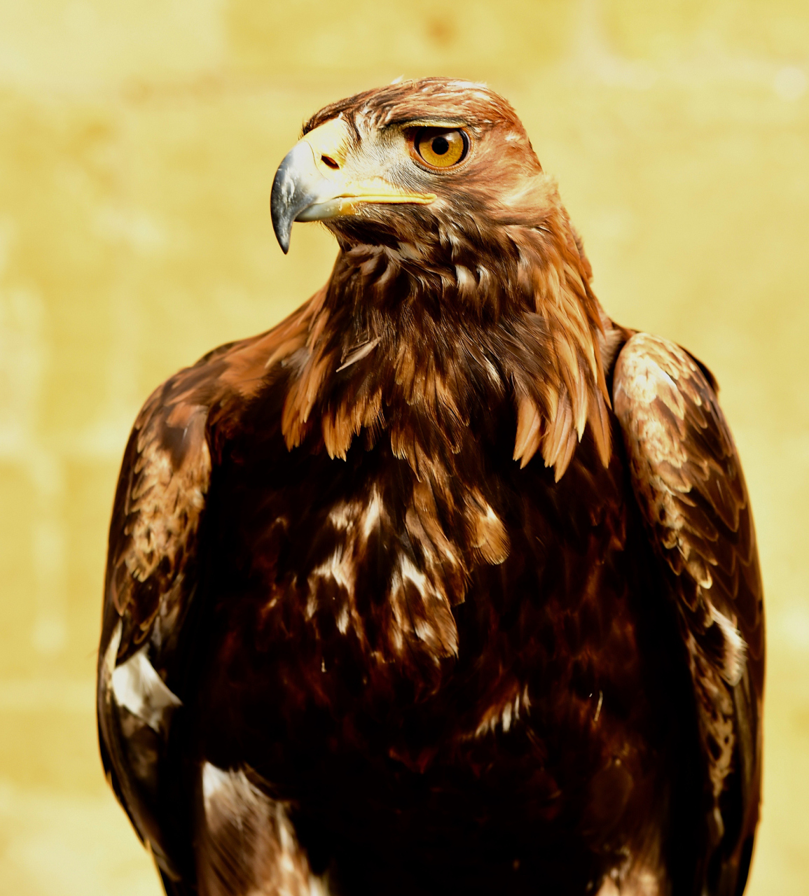 老鹰在艰难困苦的逆境中,历尽艰辛磨难蜕变而得以重生,成为世界上最