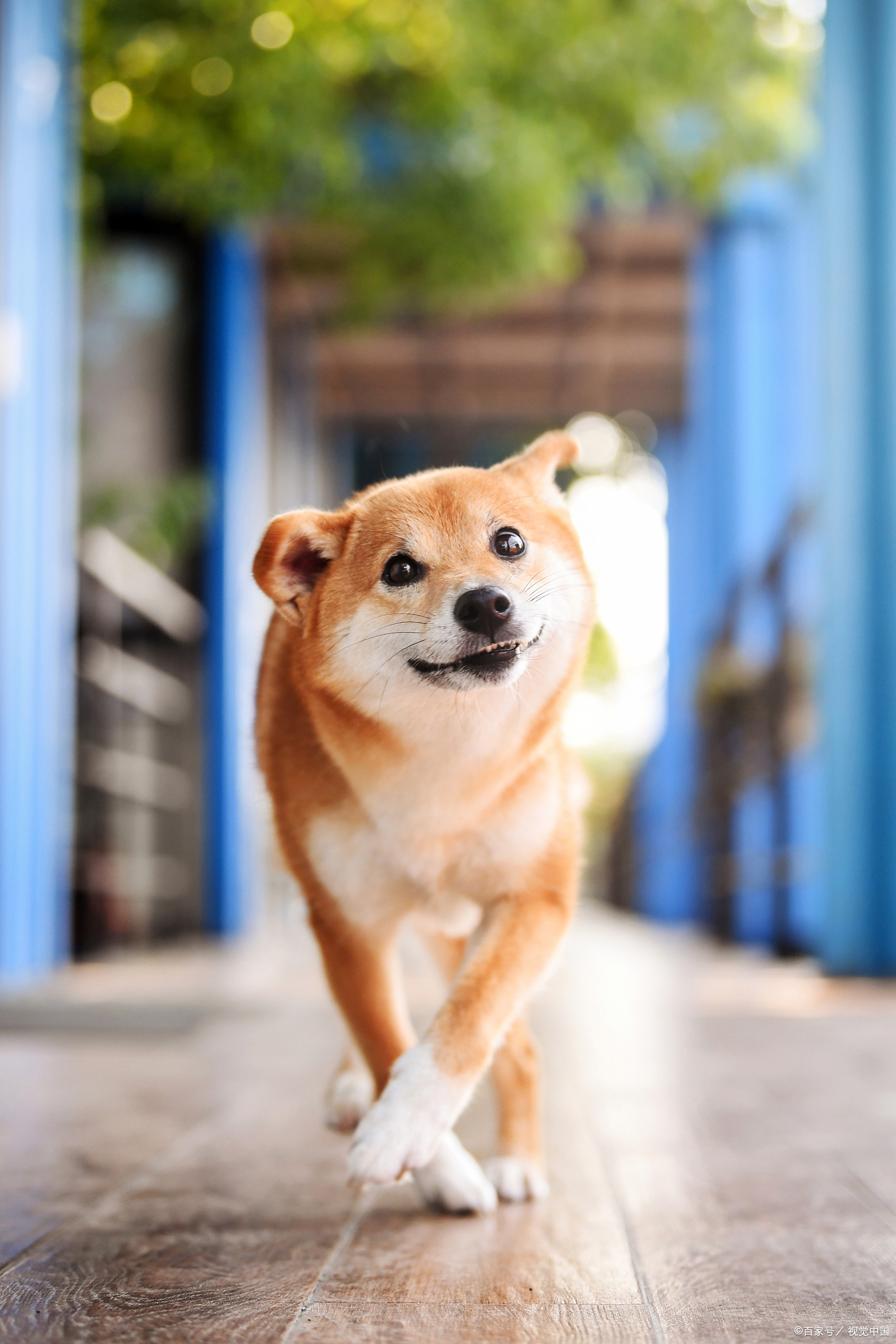 在聊天社交中,男人一般不会随便发"旺柴"表情包