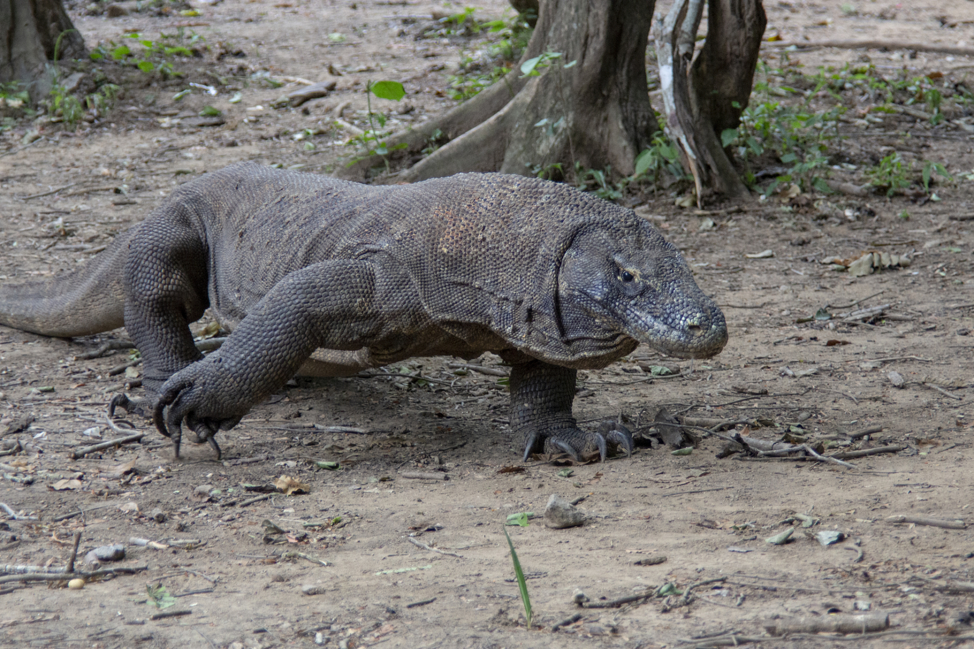 科莫多巨蜥是地球上最大的蜥蜴之一,具有锋利的牙齿,灵敏的嗅觉和听觉
