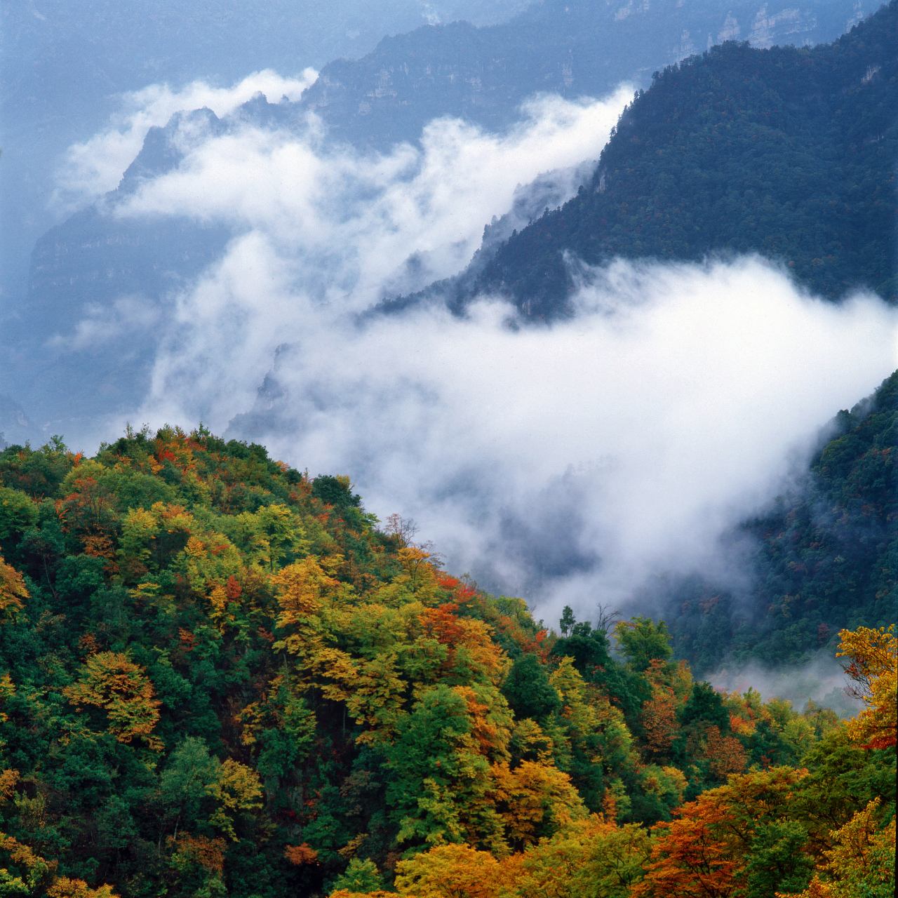 光雾山:巴中的绿色宝石,四季皆美,秋光为最 巴中光雾山位于四川省巴中