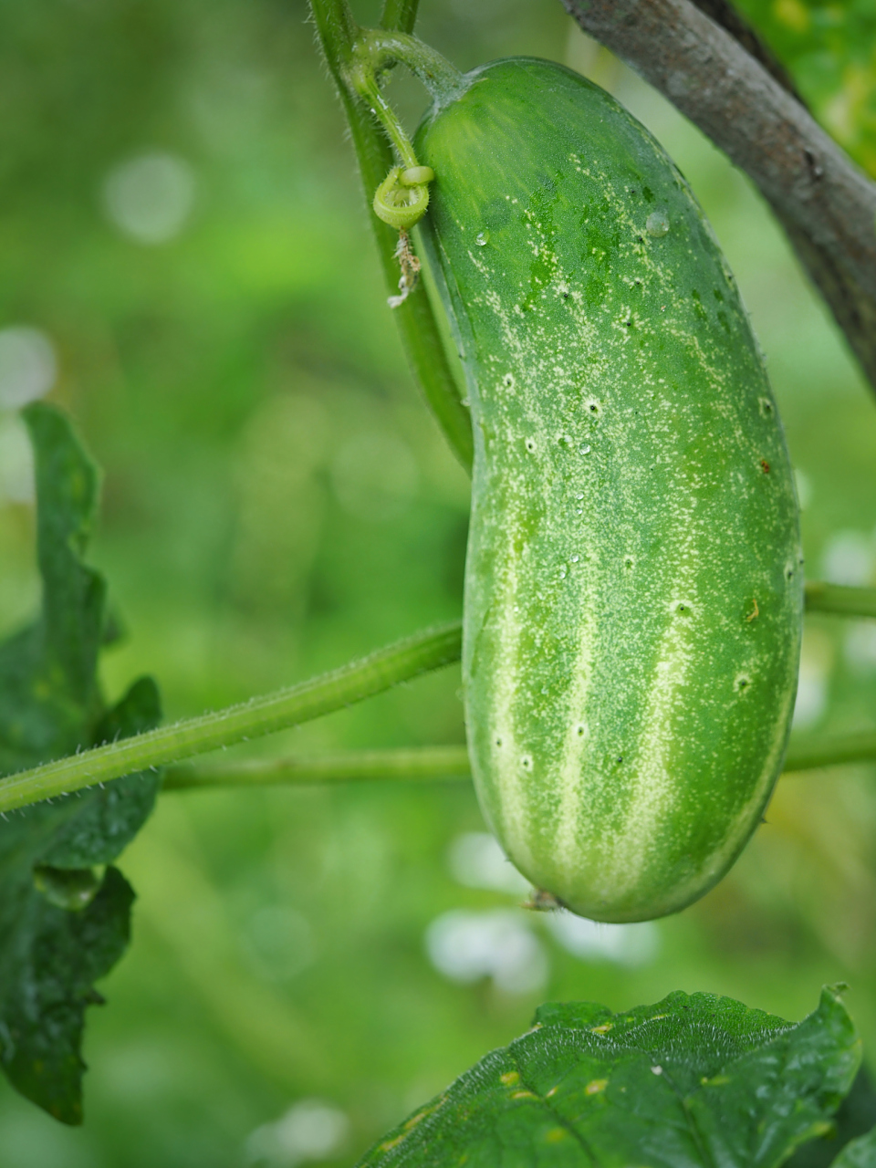 窝瓜,这个看似普通的词汇,实际上蕴含着丰富的植物学知识和文化内涵.