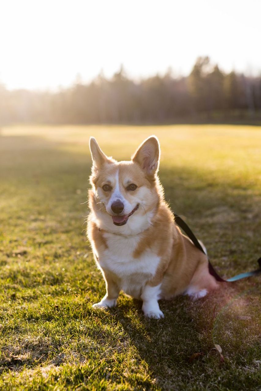 牧牛犬 柯基犬图片