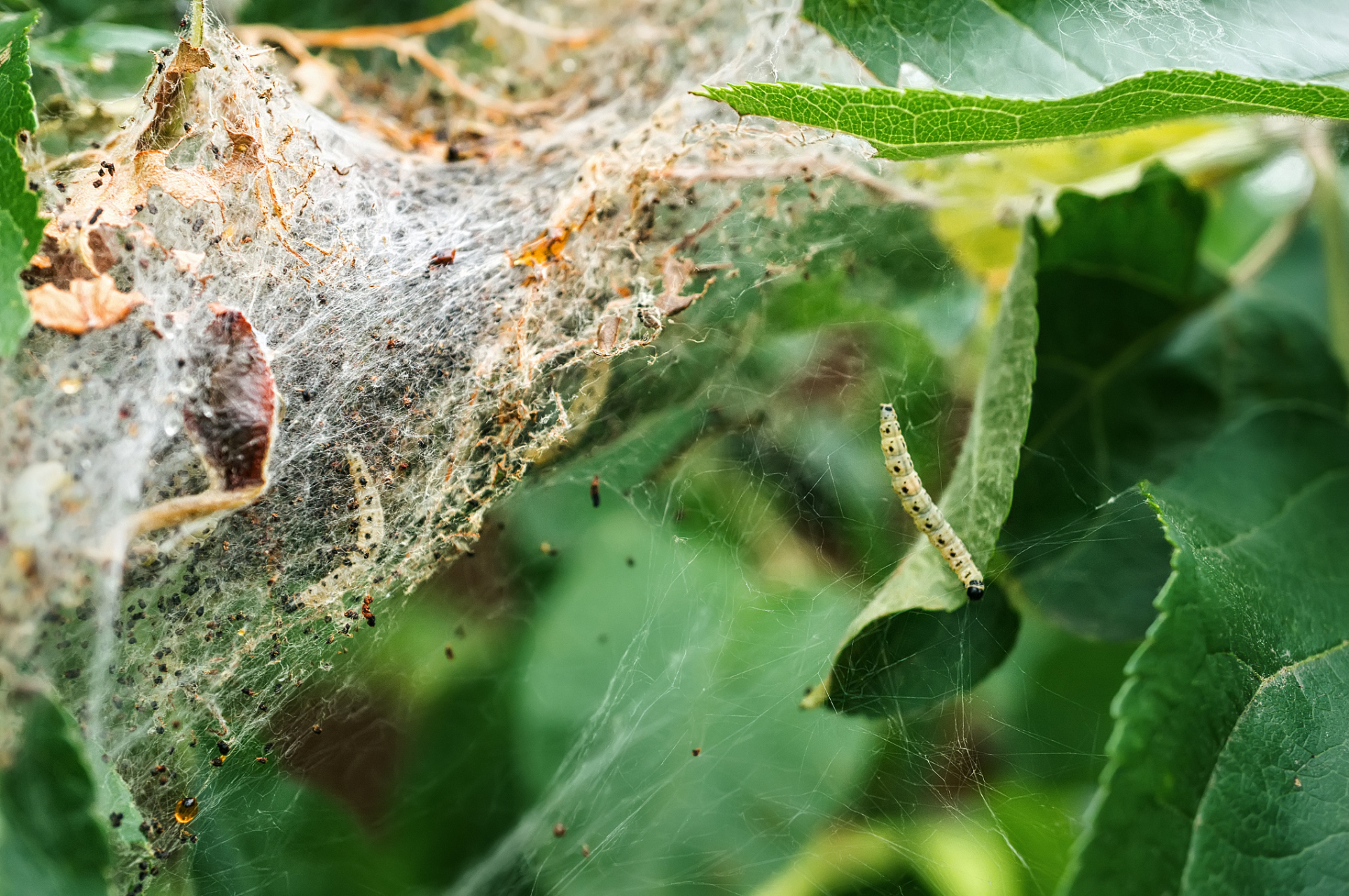 棉铃虫是棉花的一种重要害虫,其幼虫在不同的龄期有不同的特征,可以