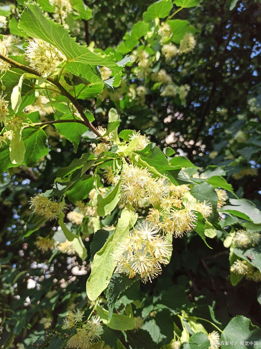 紫椴树是阔叶树