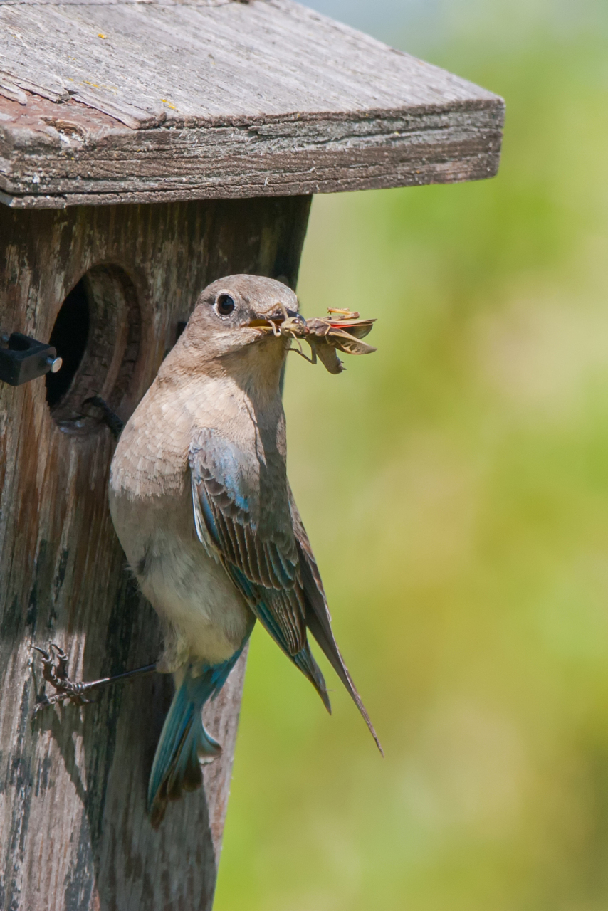 莺科小型鸟以它秀美的身姿.